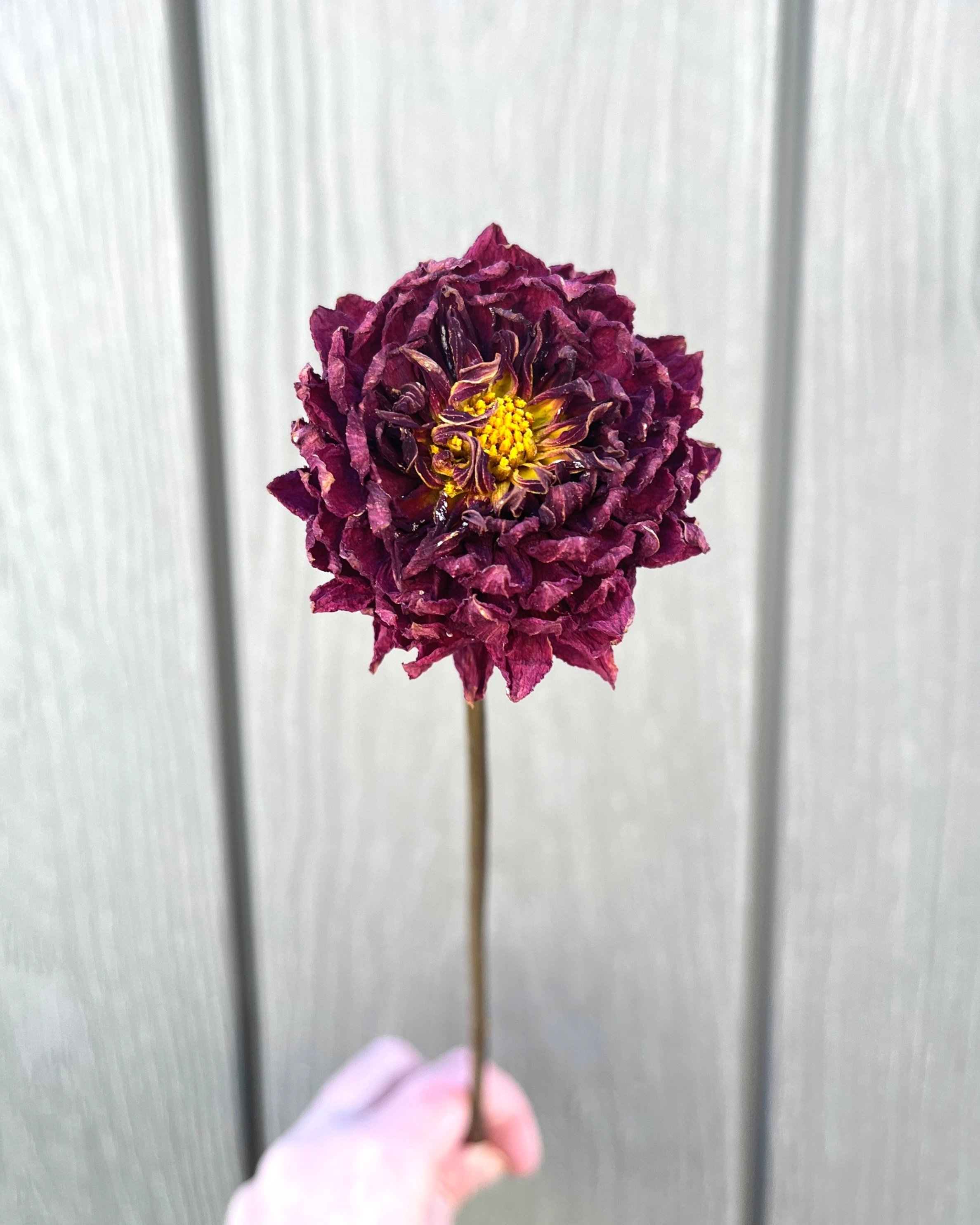 Burgundy Red Purple Dried Dahlia Flower