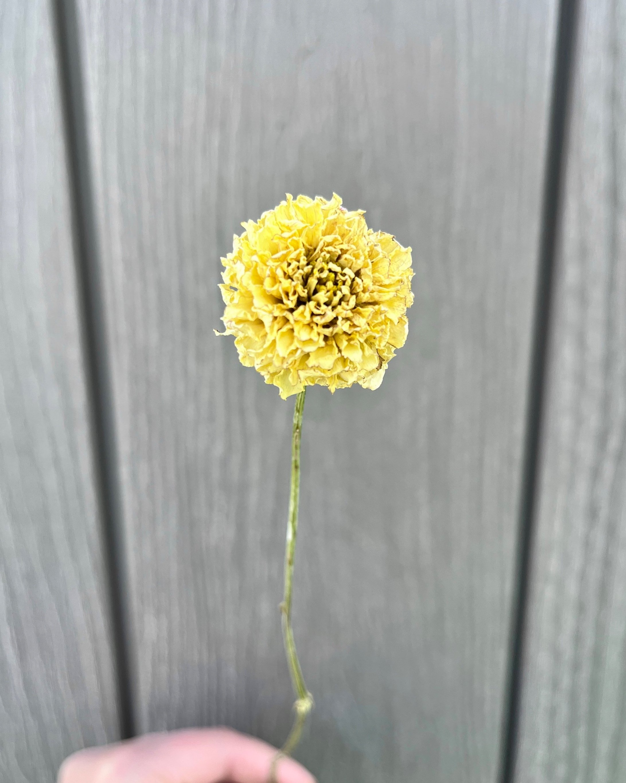 Soft Yellow, Cream Dried Dahlia Flower