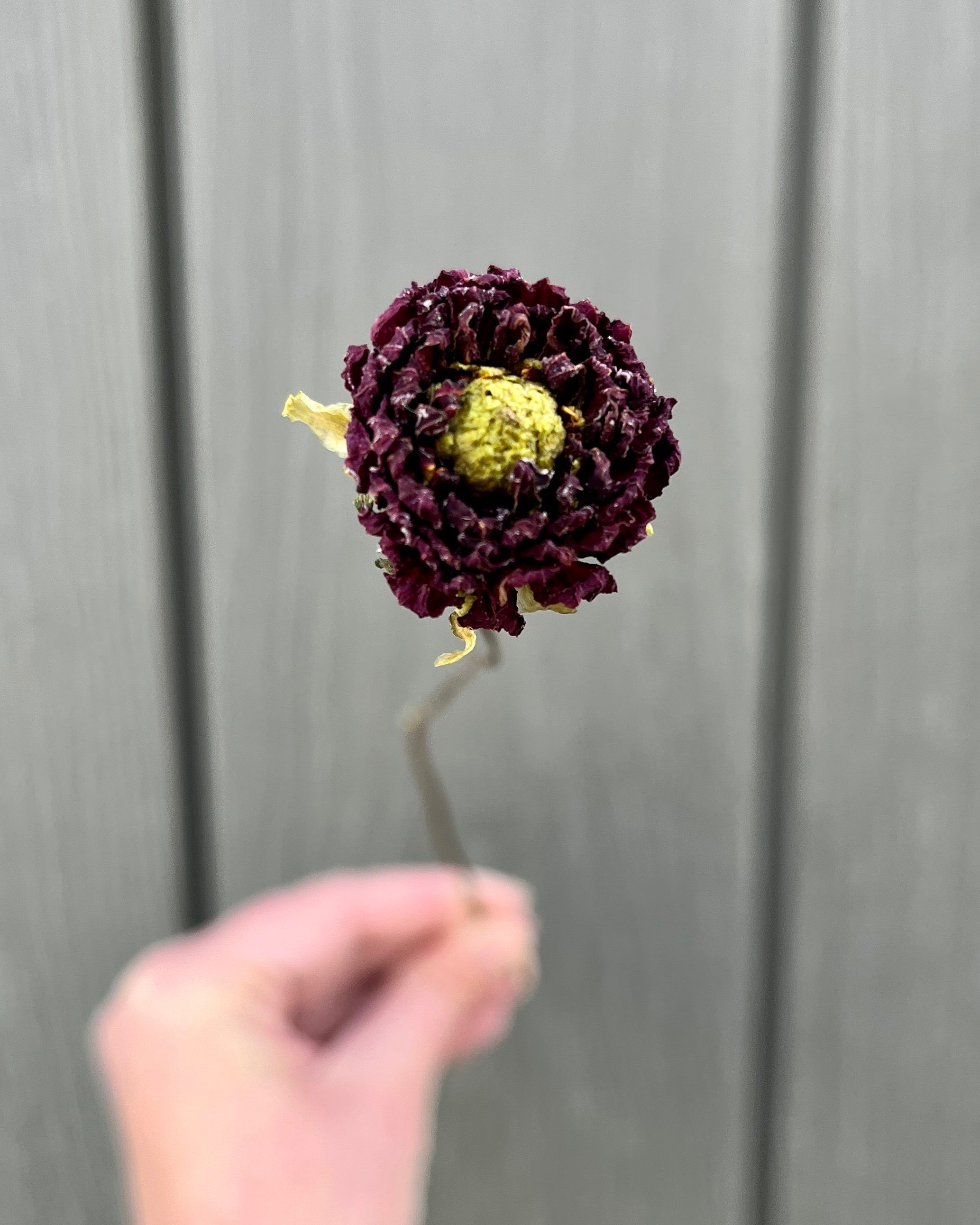 Dark Red Burgundy Dried Dahlia Flower