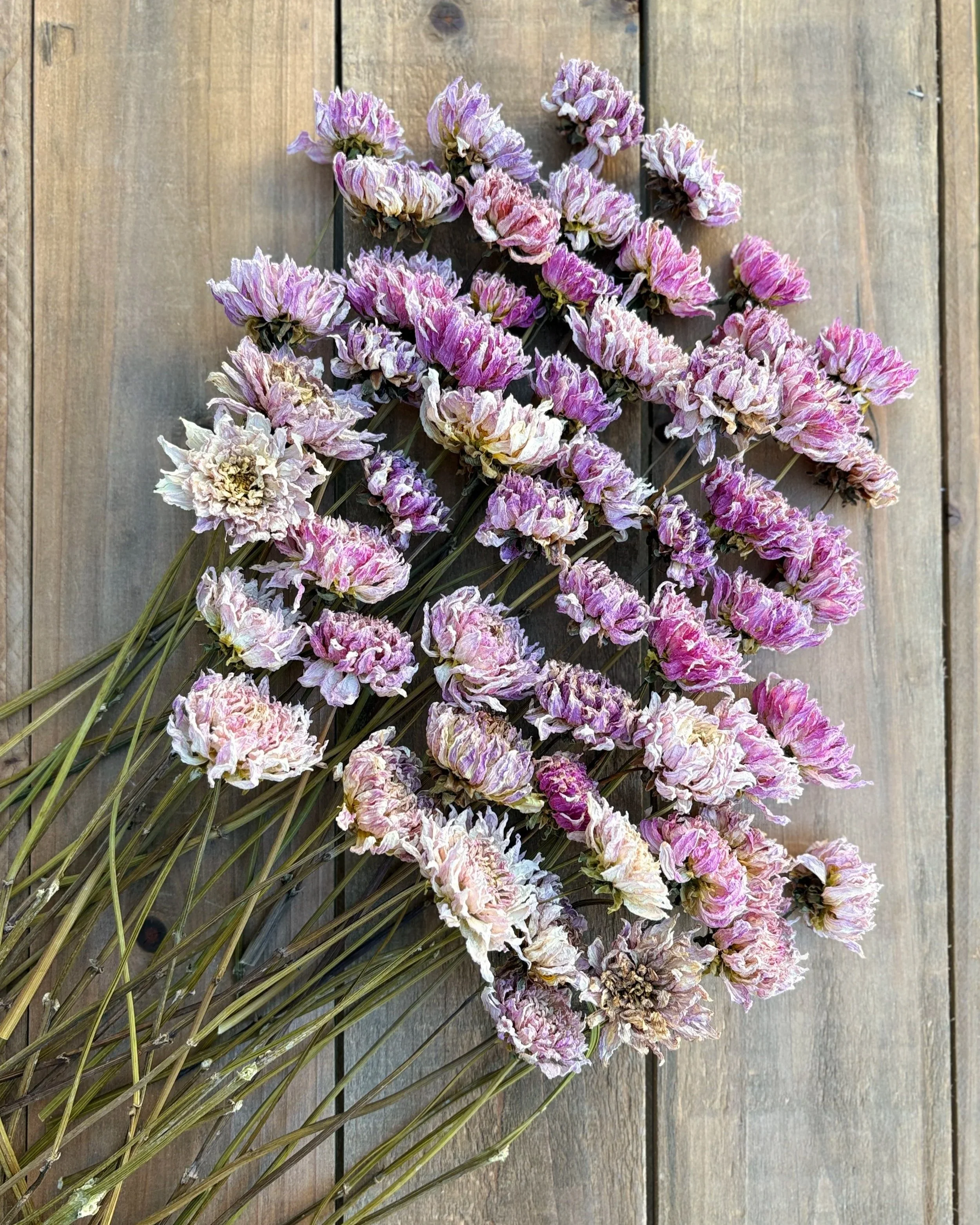 Lavender Dried Dahlia Flowers