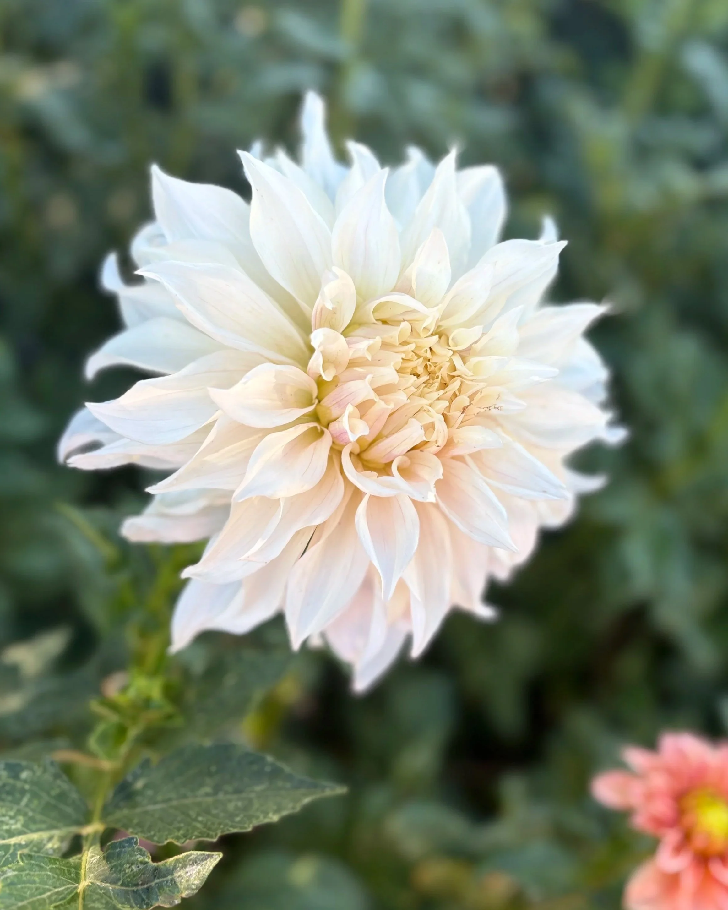 KA's Papa John Dahlia Tuber