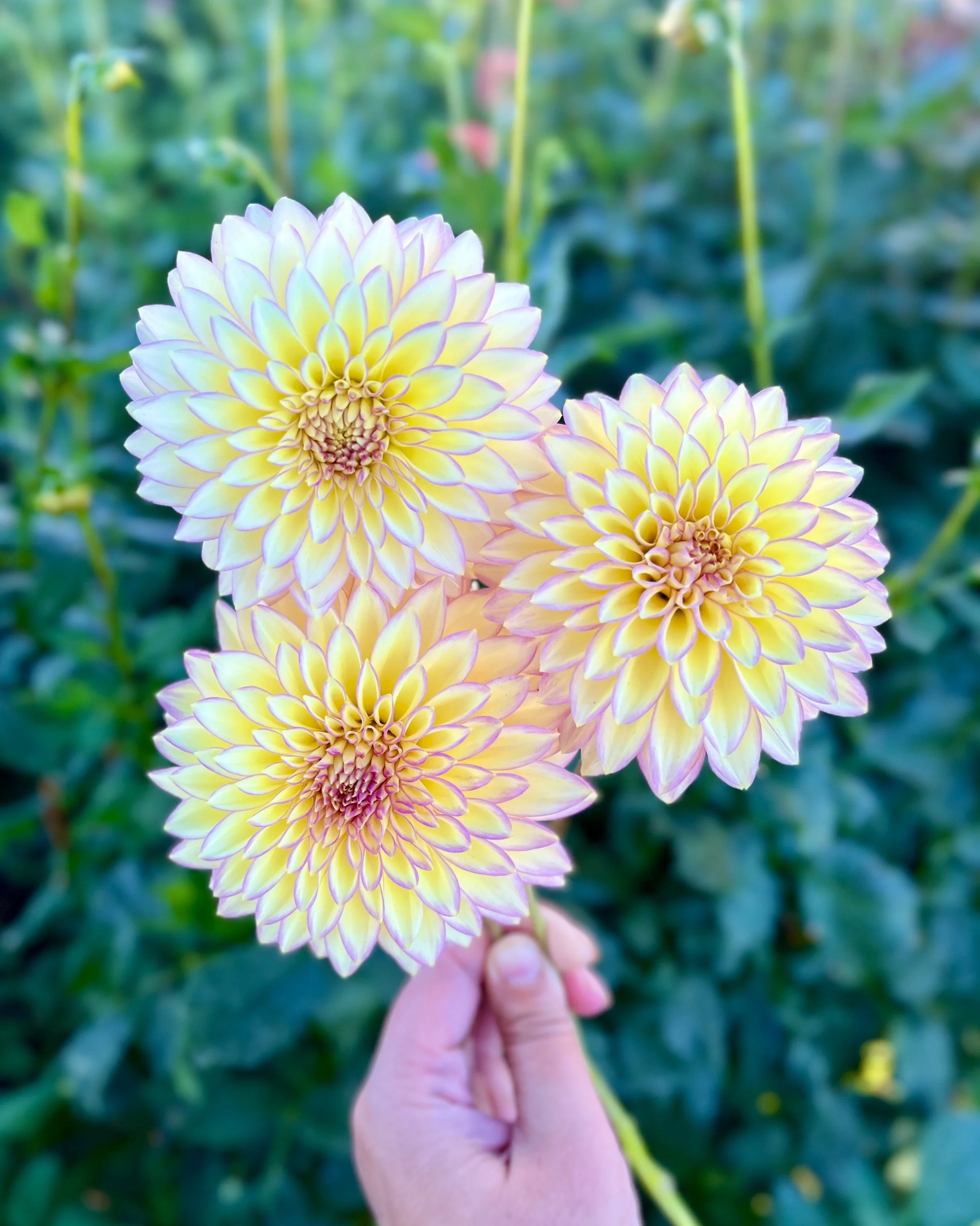 Bloomquist Blush: Cream Yellow Pink Dahlia Flower