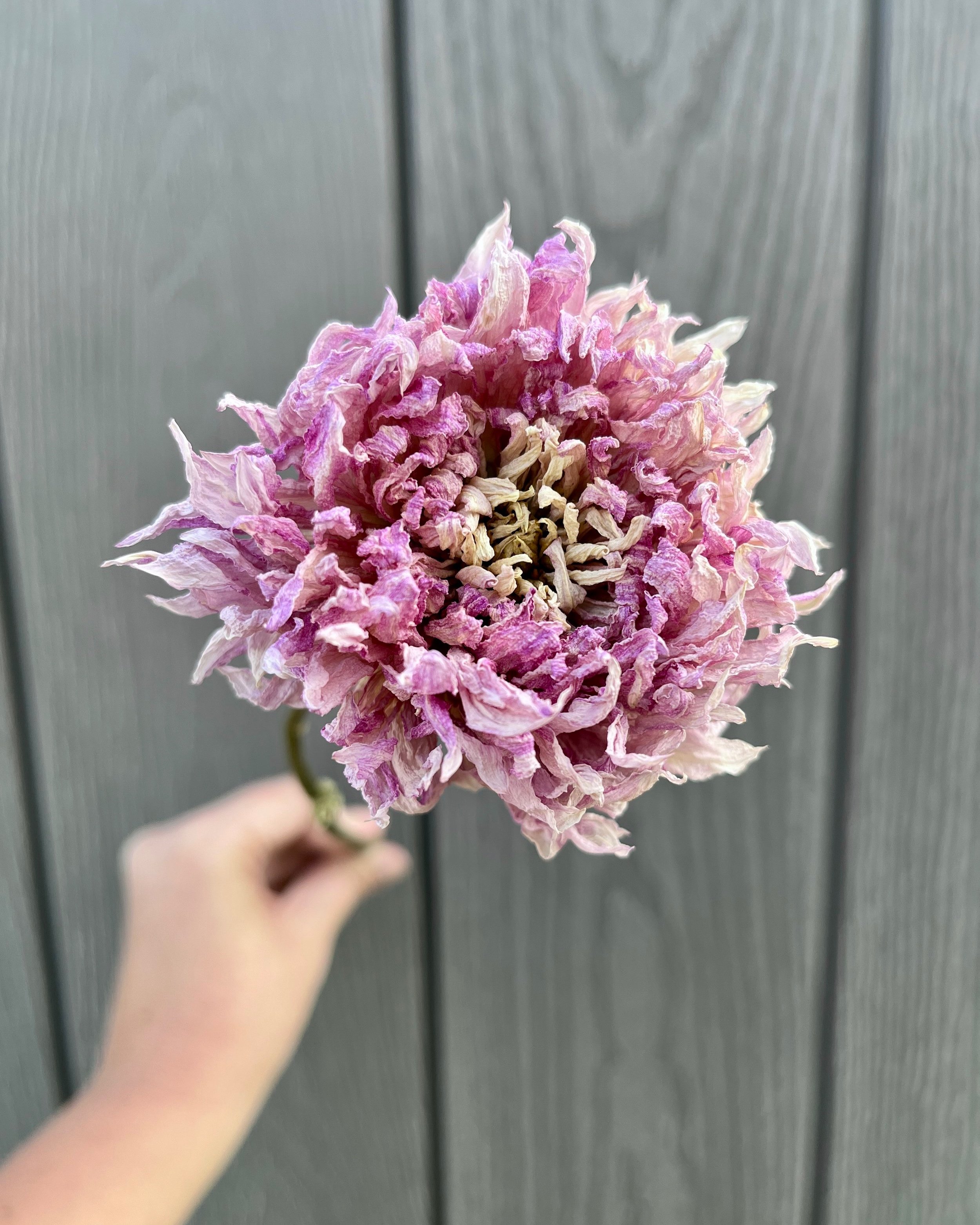 Lavender Purple Dried Dahlia Flower