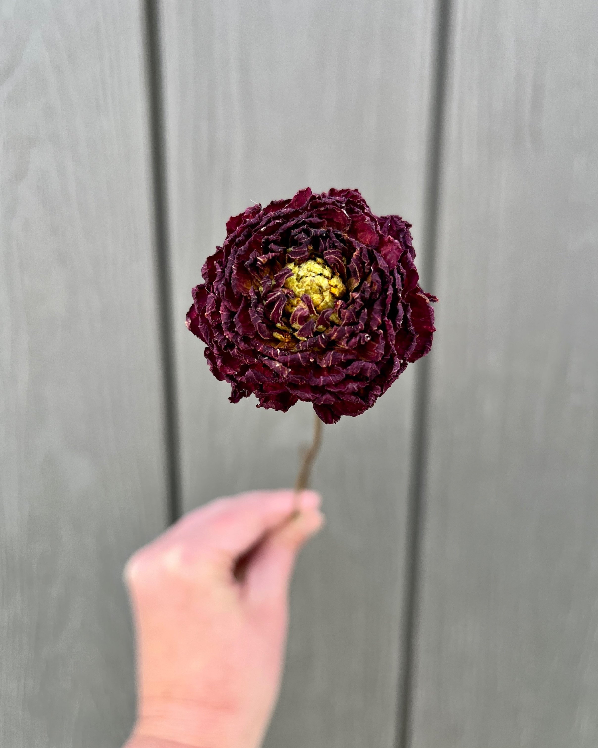 Dark Red Burgundy Dried Dahlia Flower
