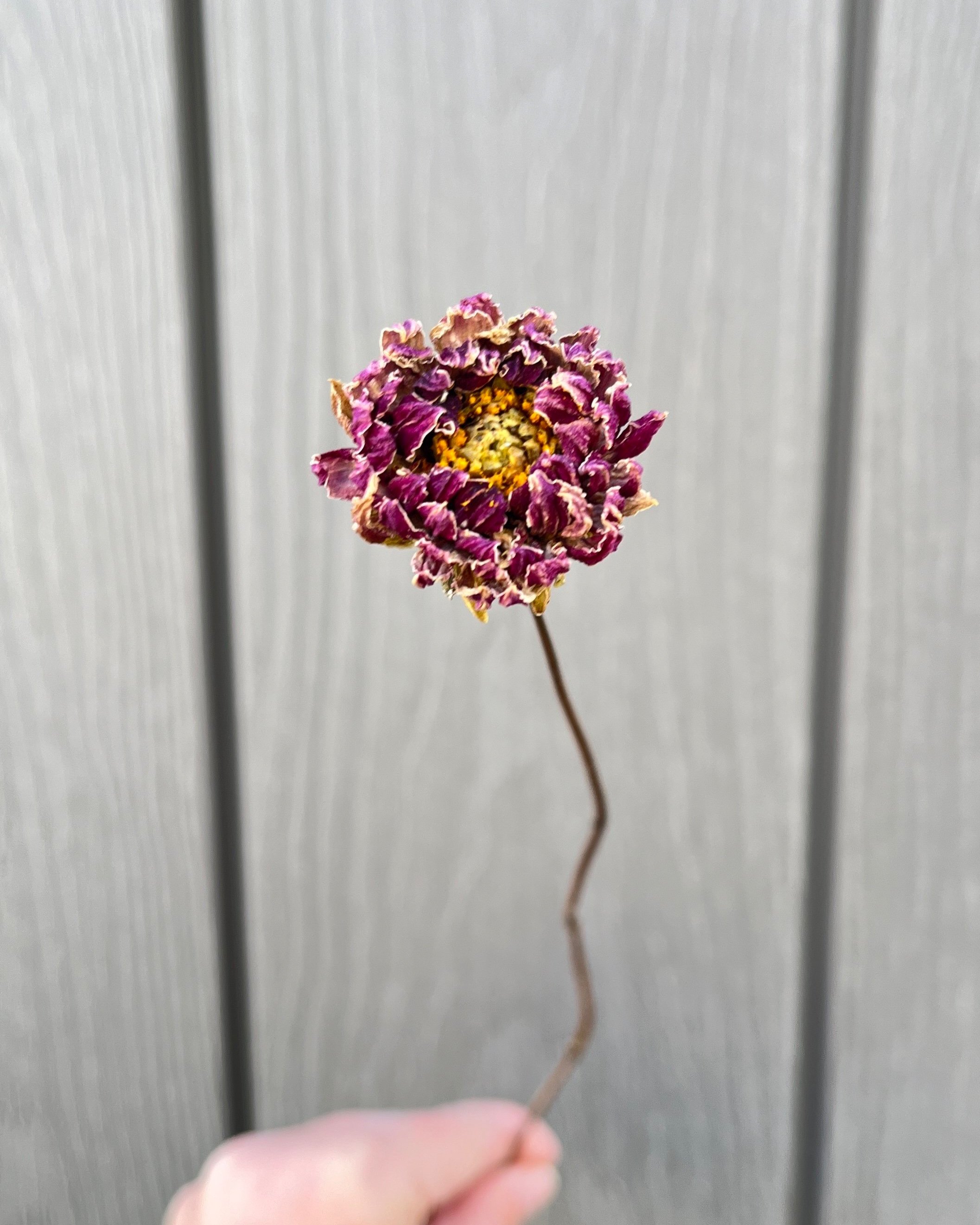 Purple Dried Dahlia Flower