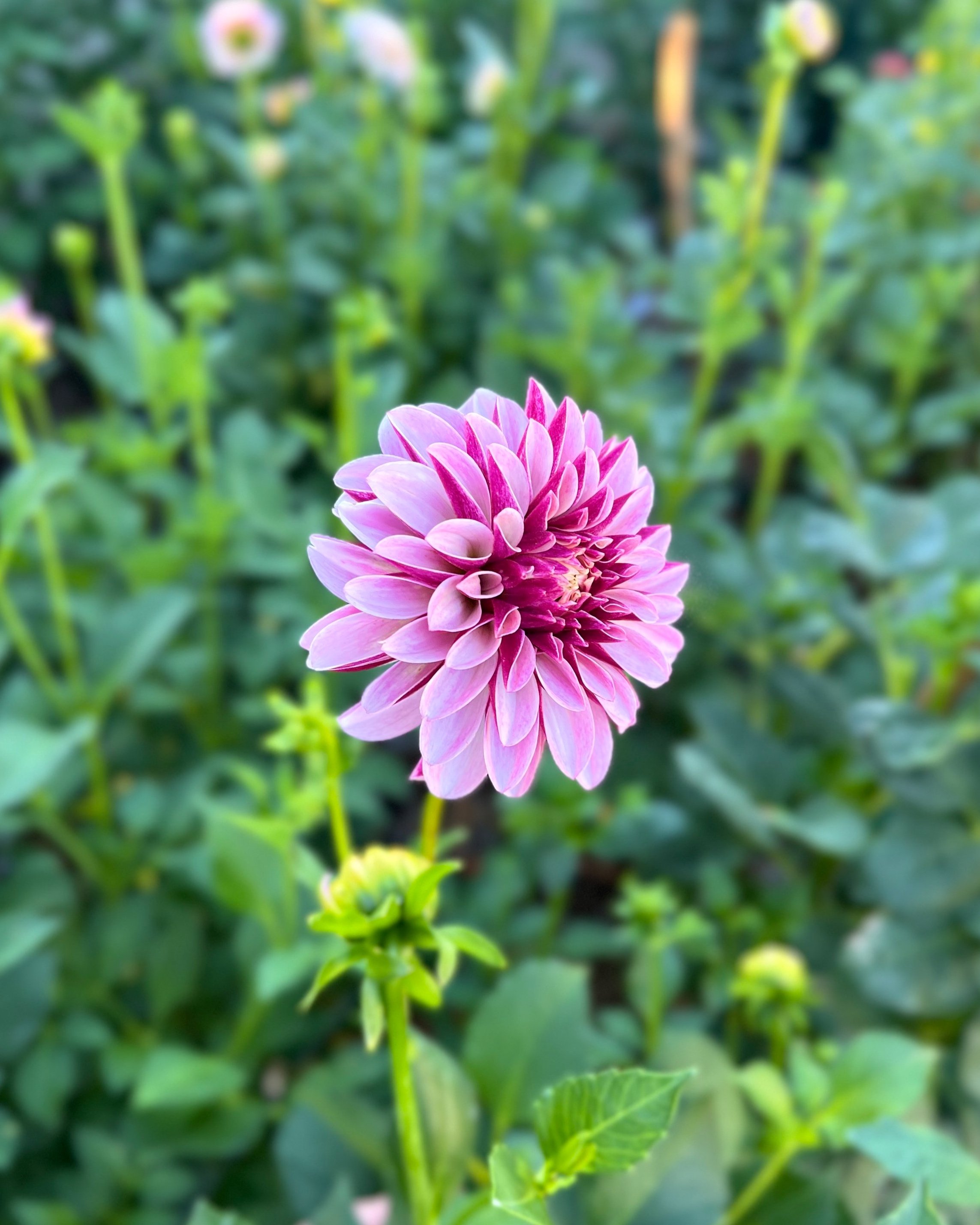 Salish Twilight Girl Dahlia: Lavender and Plum Dahlia Flower