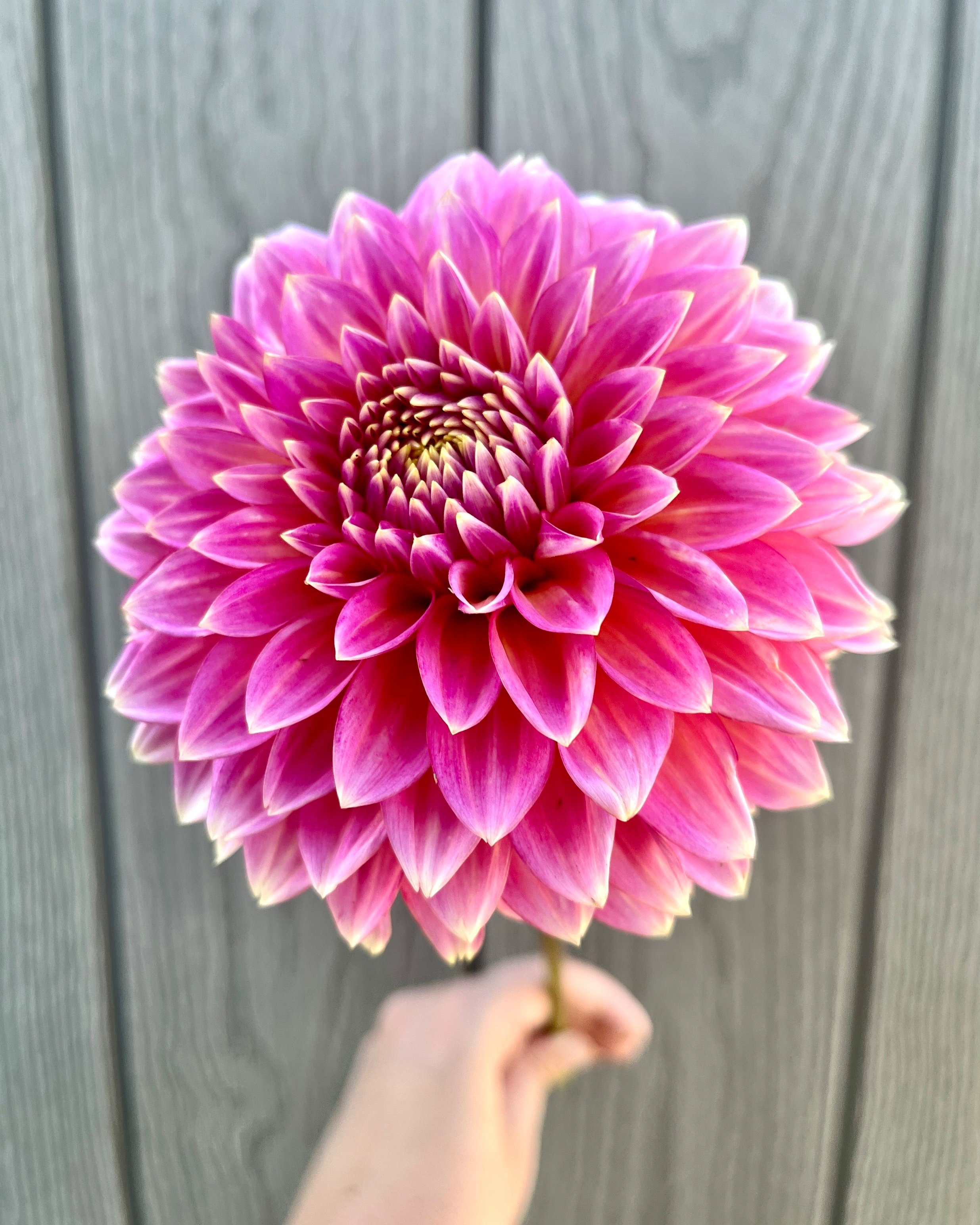 Bloomquist Mojo: Bright Pink Dahlia Flower (Copy)