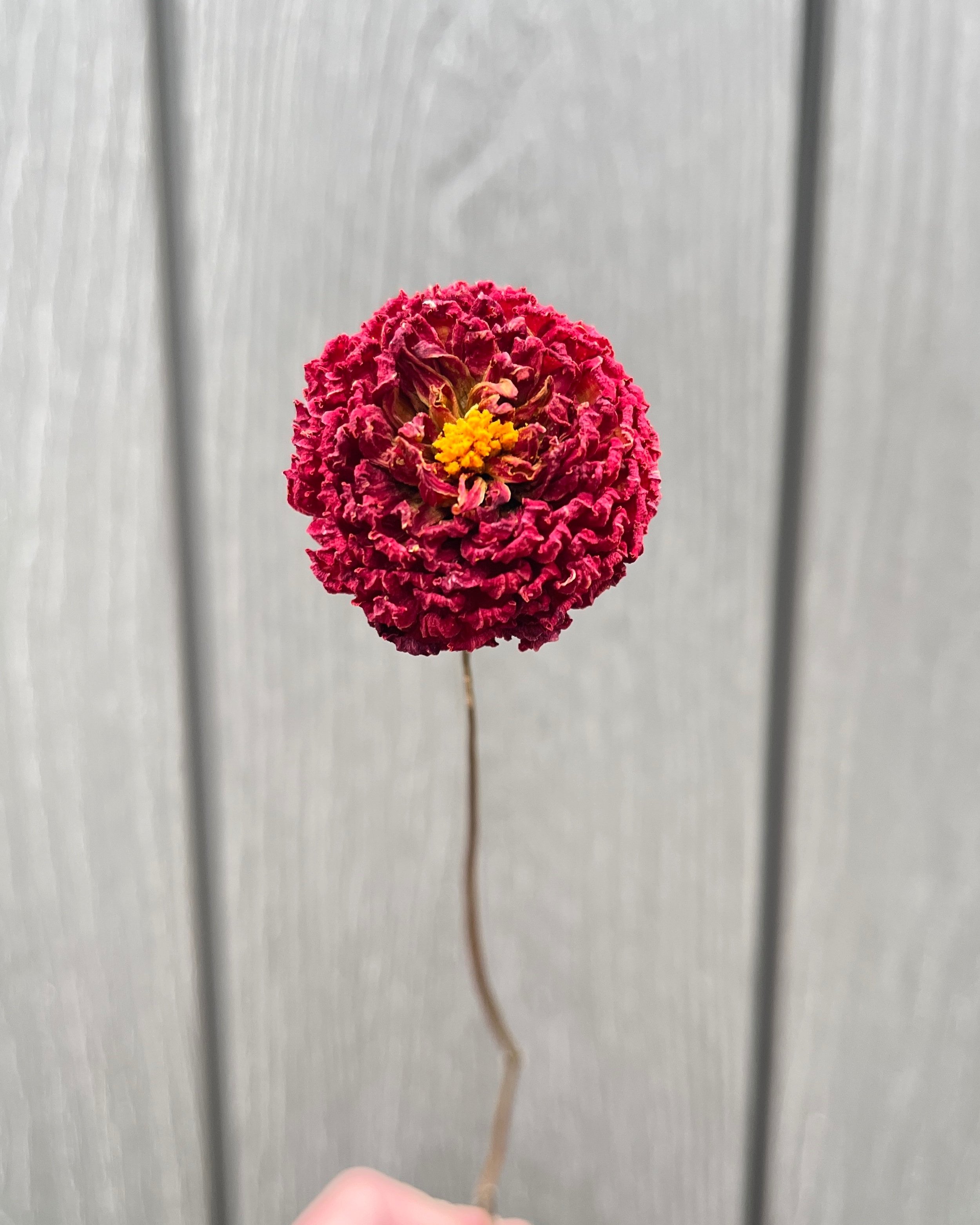 Red Dried Dahlia Flower