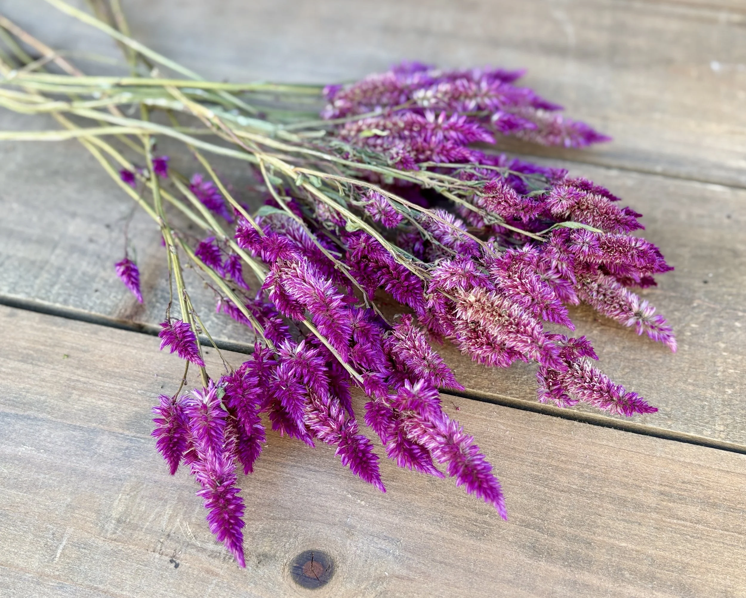 Purple Dried Celosia Flowers
