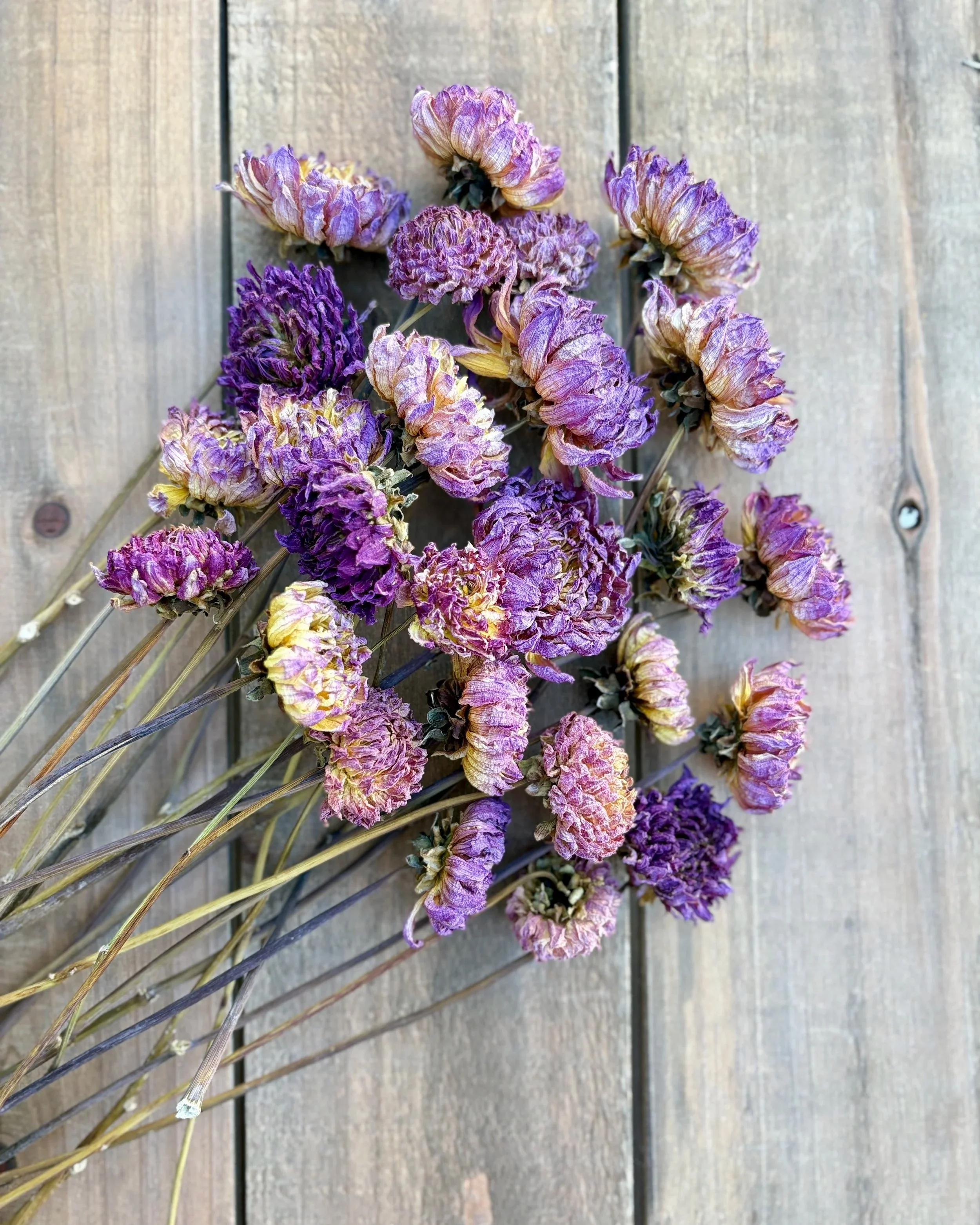 Purple Yellow Dried Dahlia Flowers