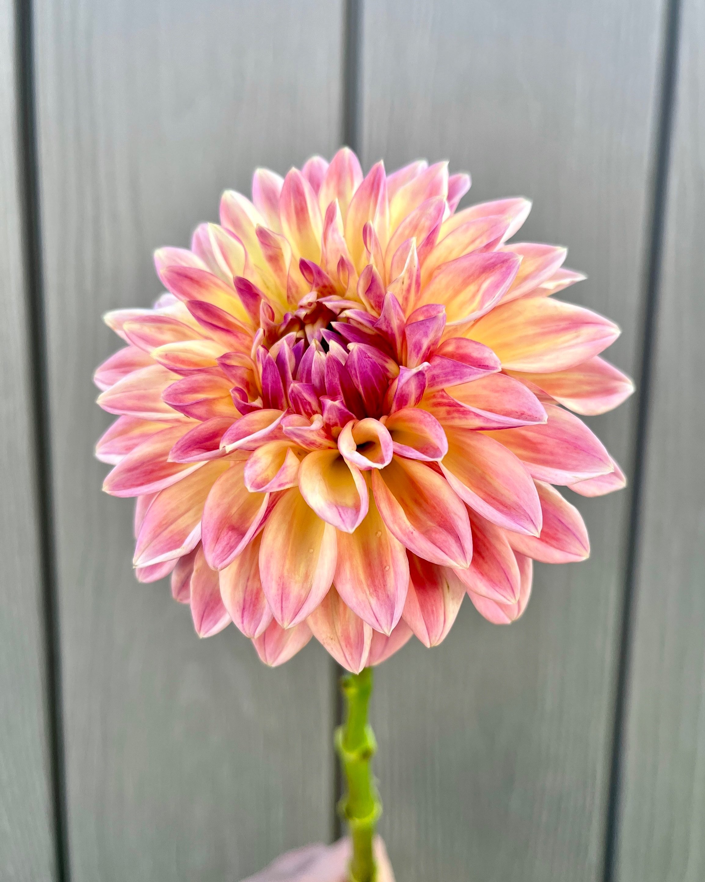 Bloomquist Alan: Peach Yellow Pink Coral Dahlia Flower