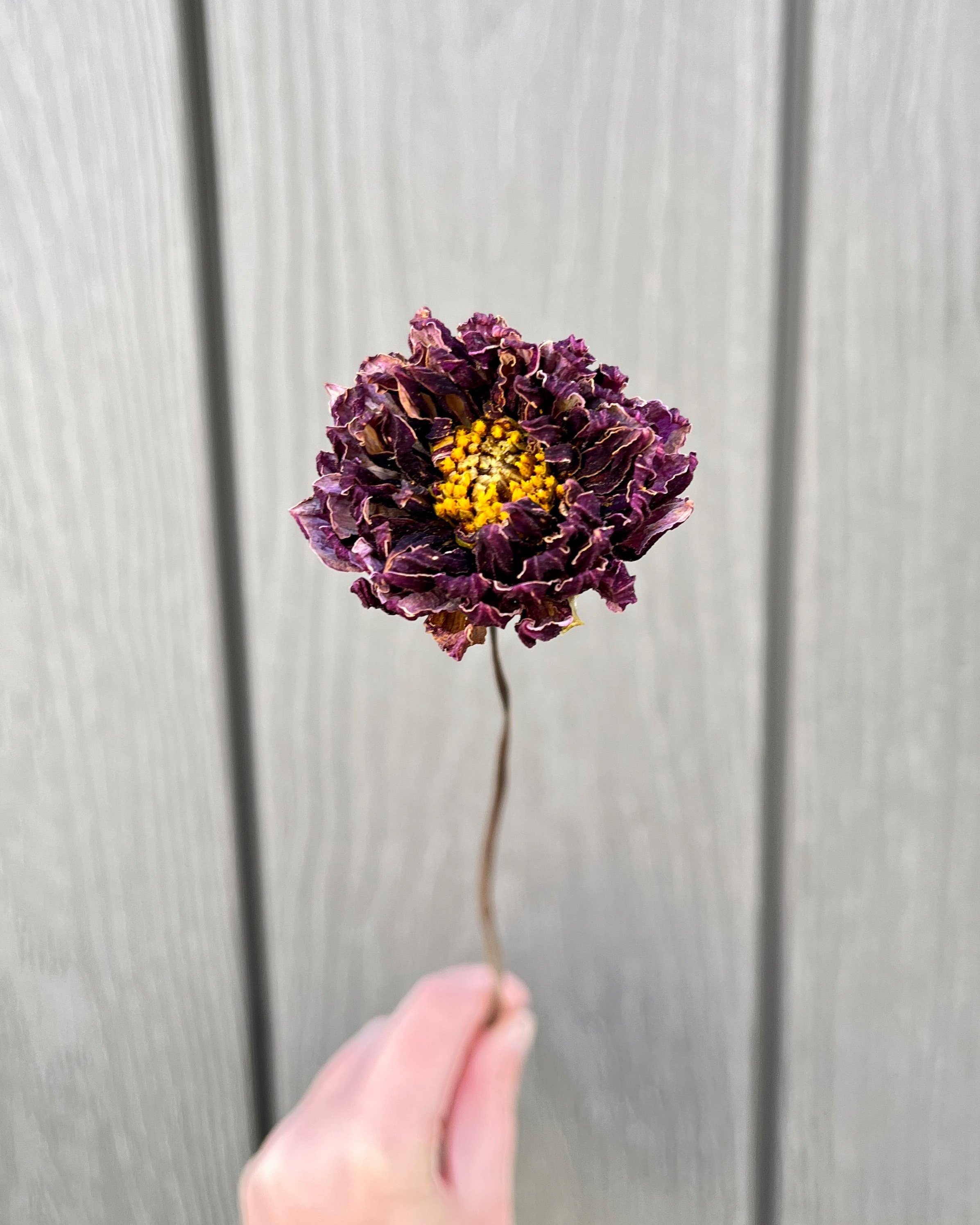 Purple Dried Dahlia Flower