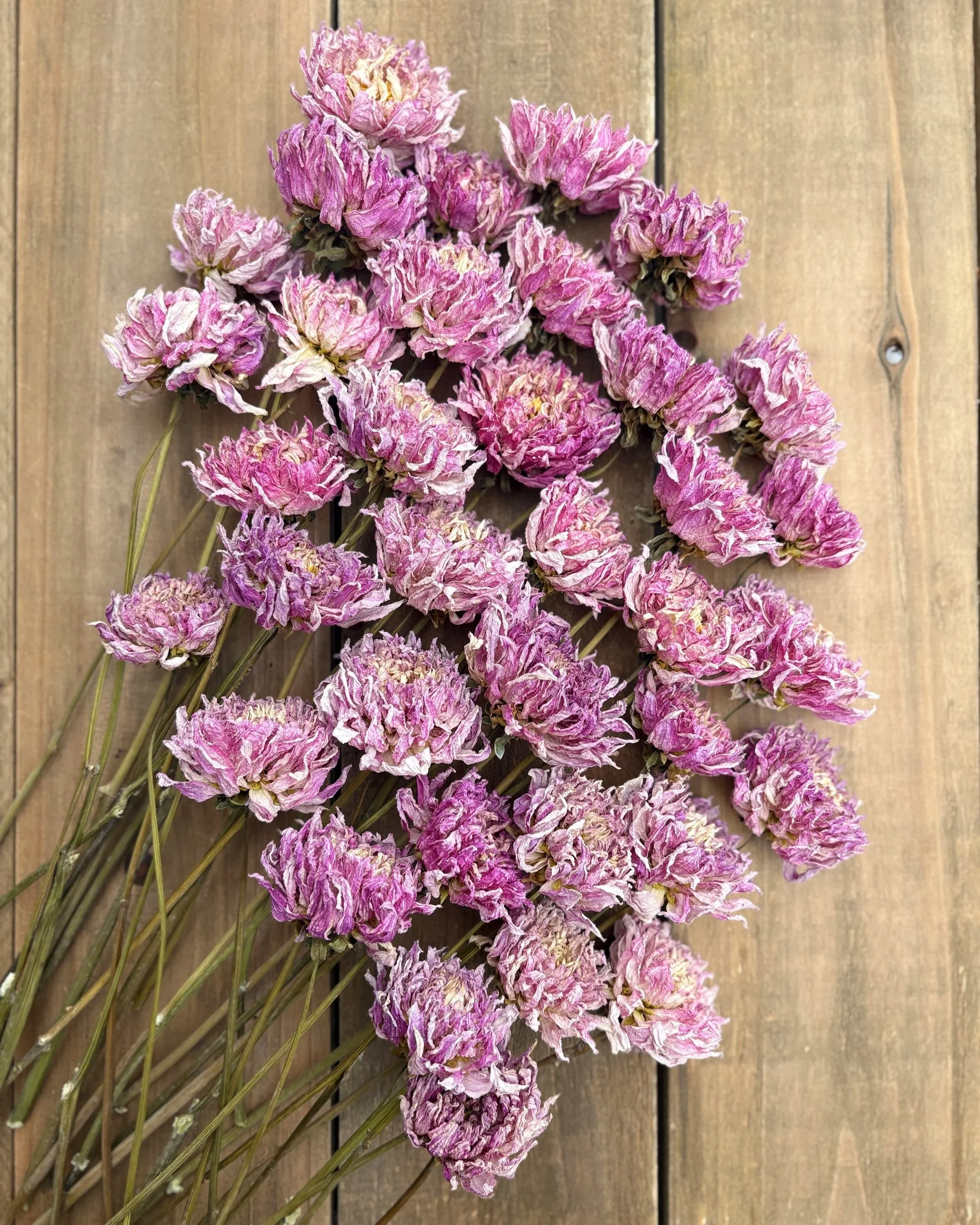 Purple Pink Dried Dahlia Flowers