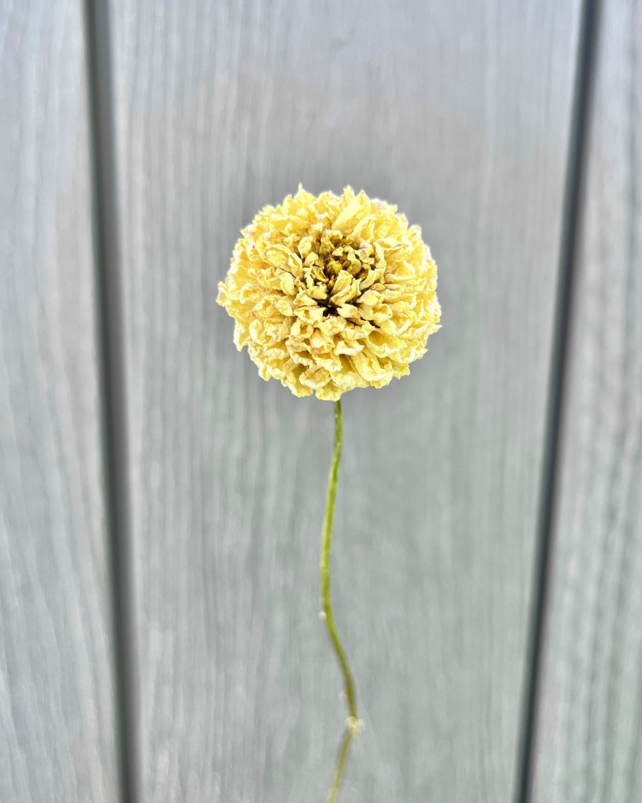 Soft Yellow, Cream Dried Dahlia Flower