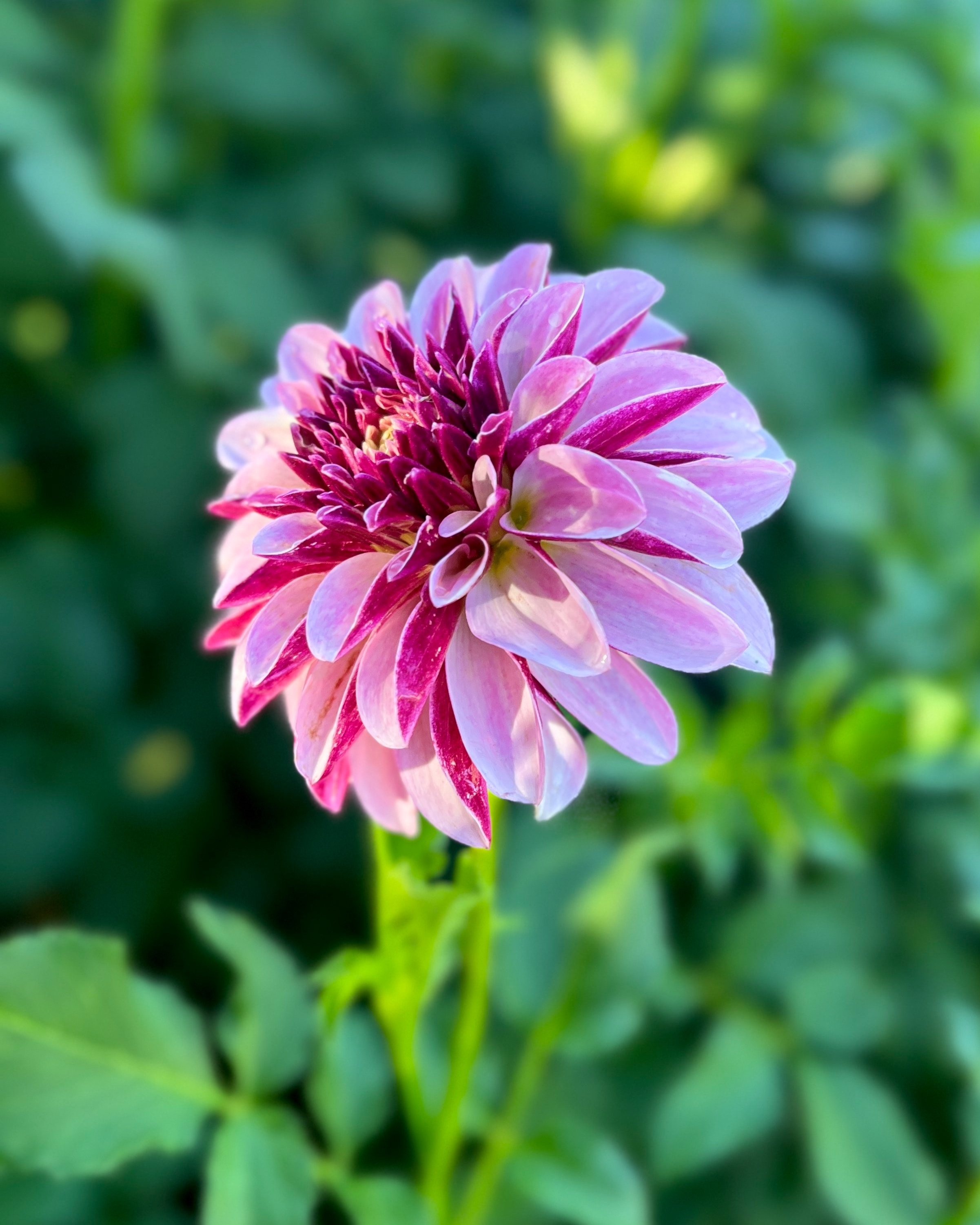 Salish Twilight Girl Dahlia: Lavender and Plum Dahlia Flower