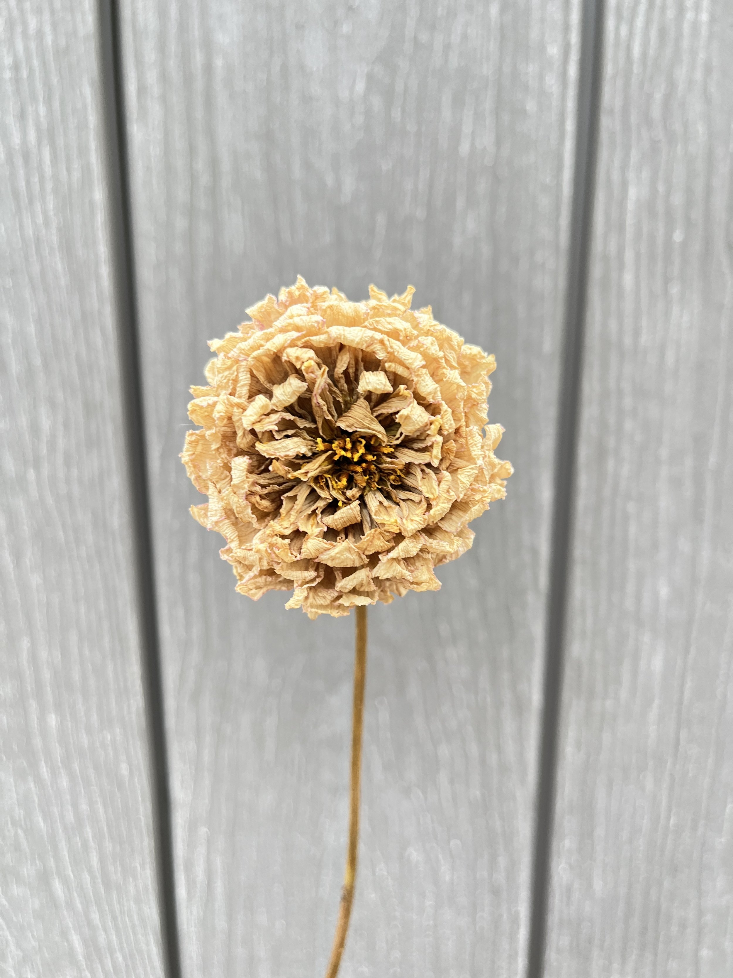 Cream Pink Dried Dahlia Flower