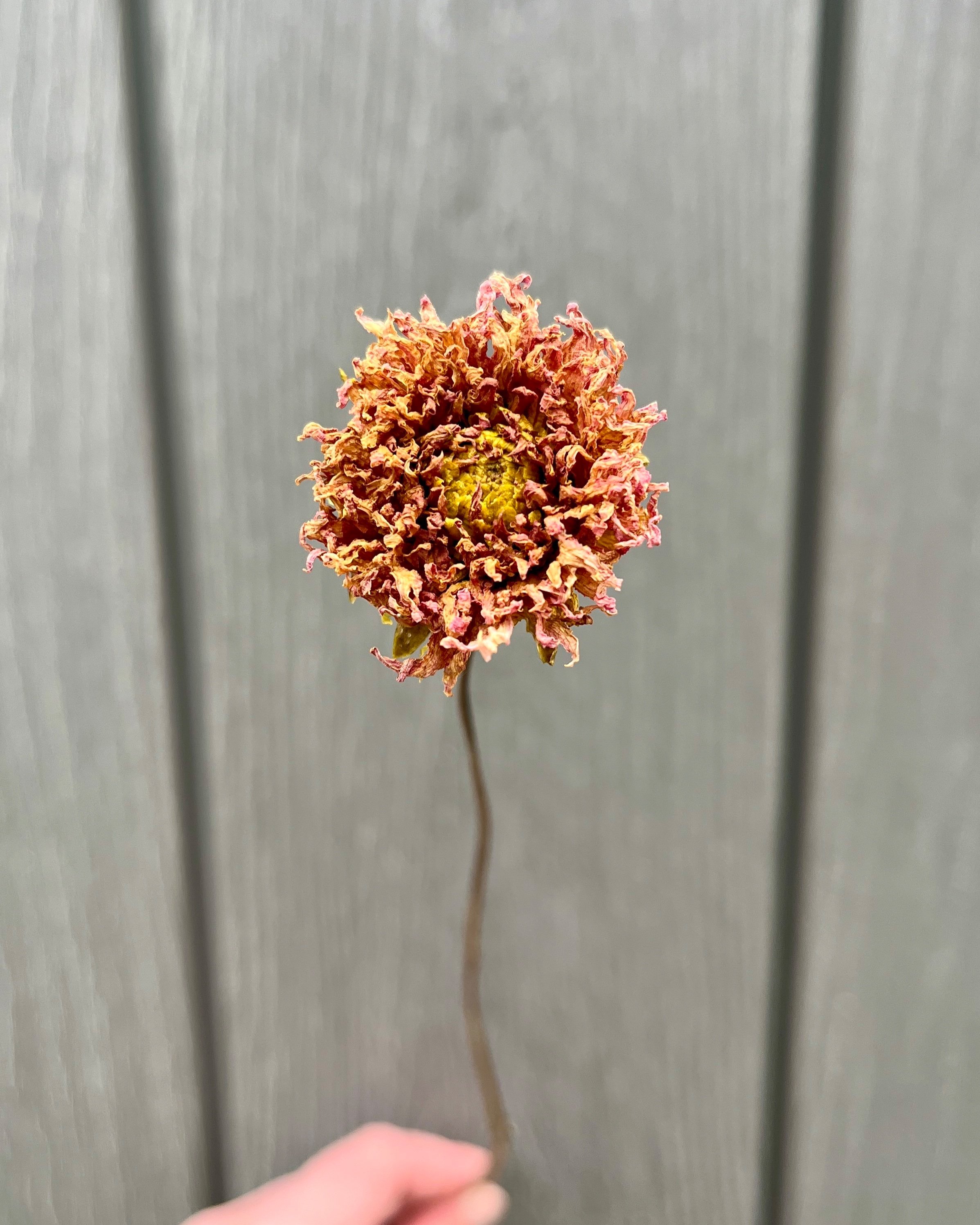 Brown Peach Dried Dahlia Flower