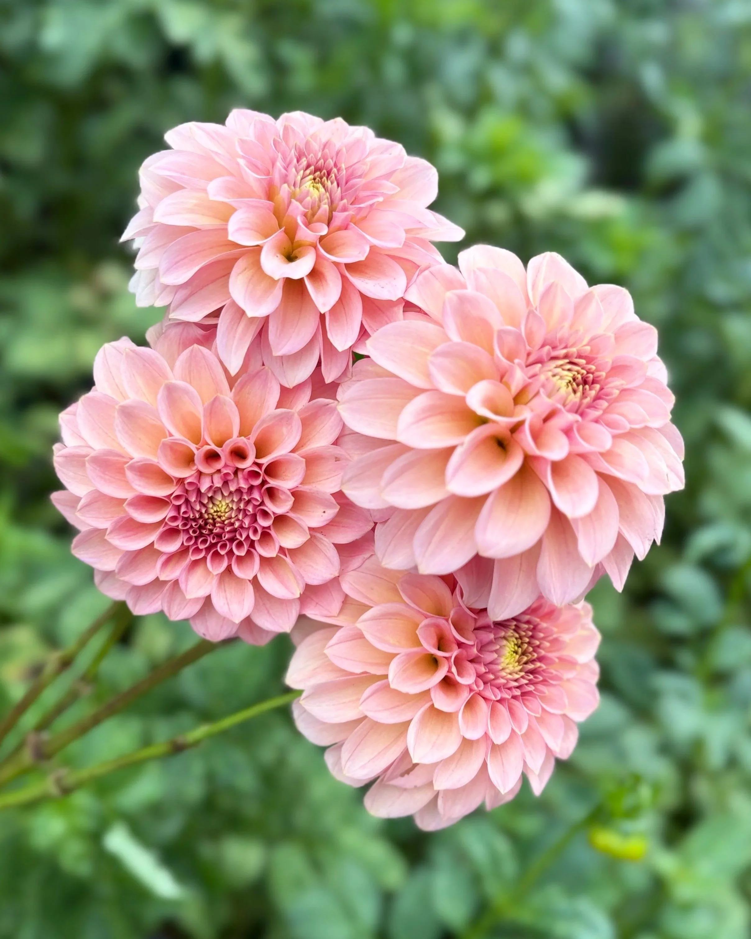 Rock Run Ashley Dahlia: a pink formal decorative dahlia flower