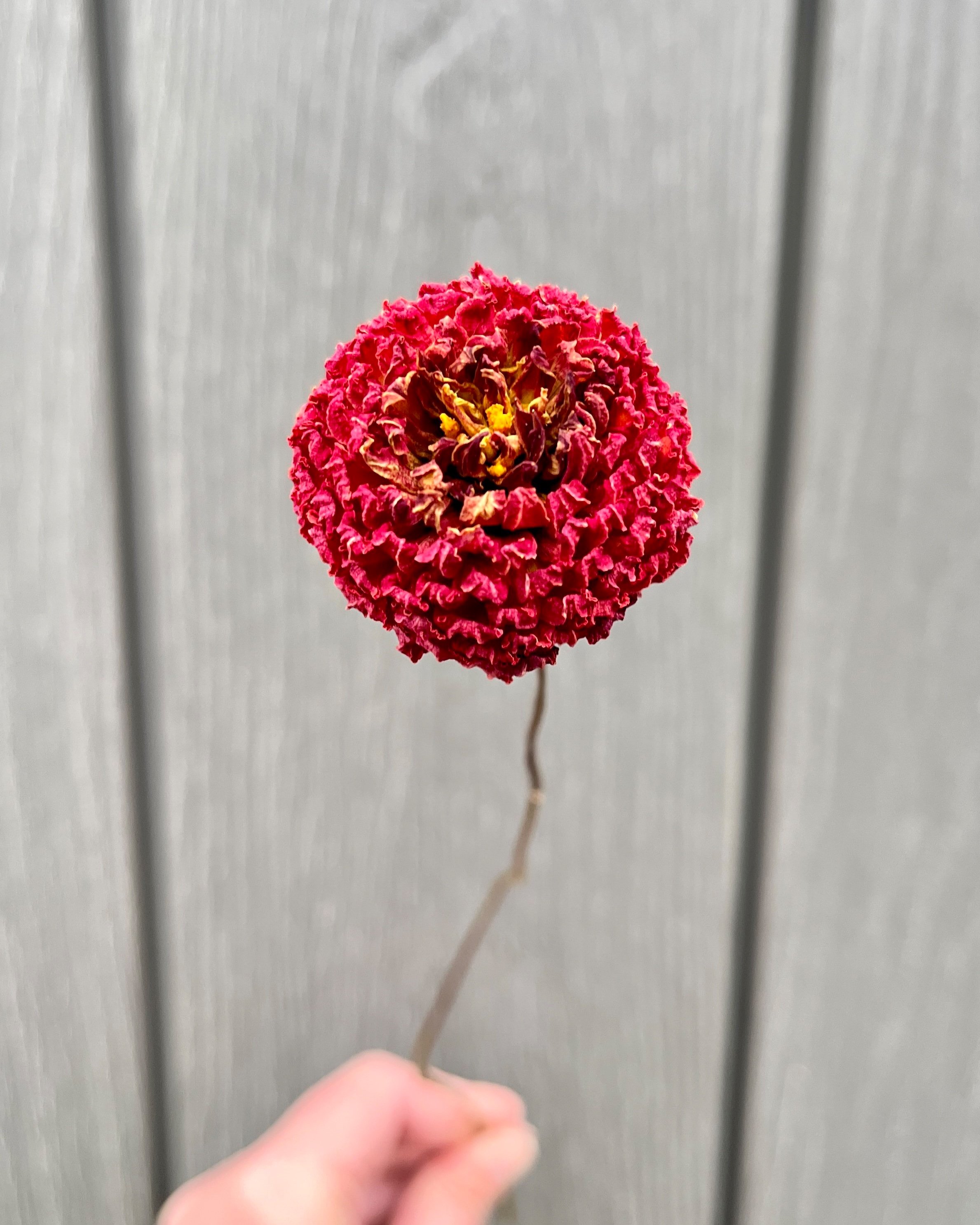 Red Dried Dahlia Flower