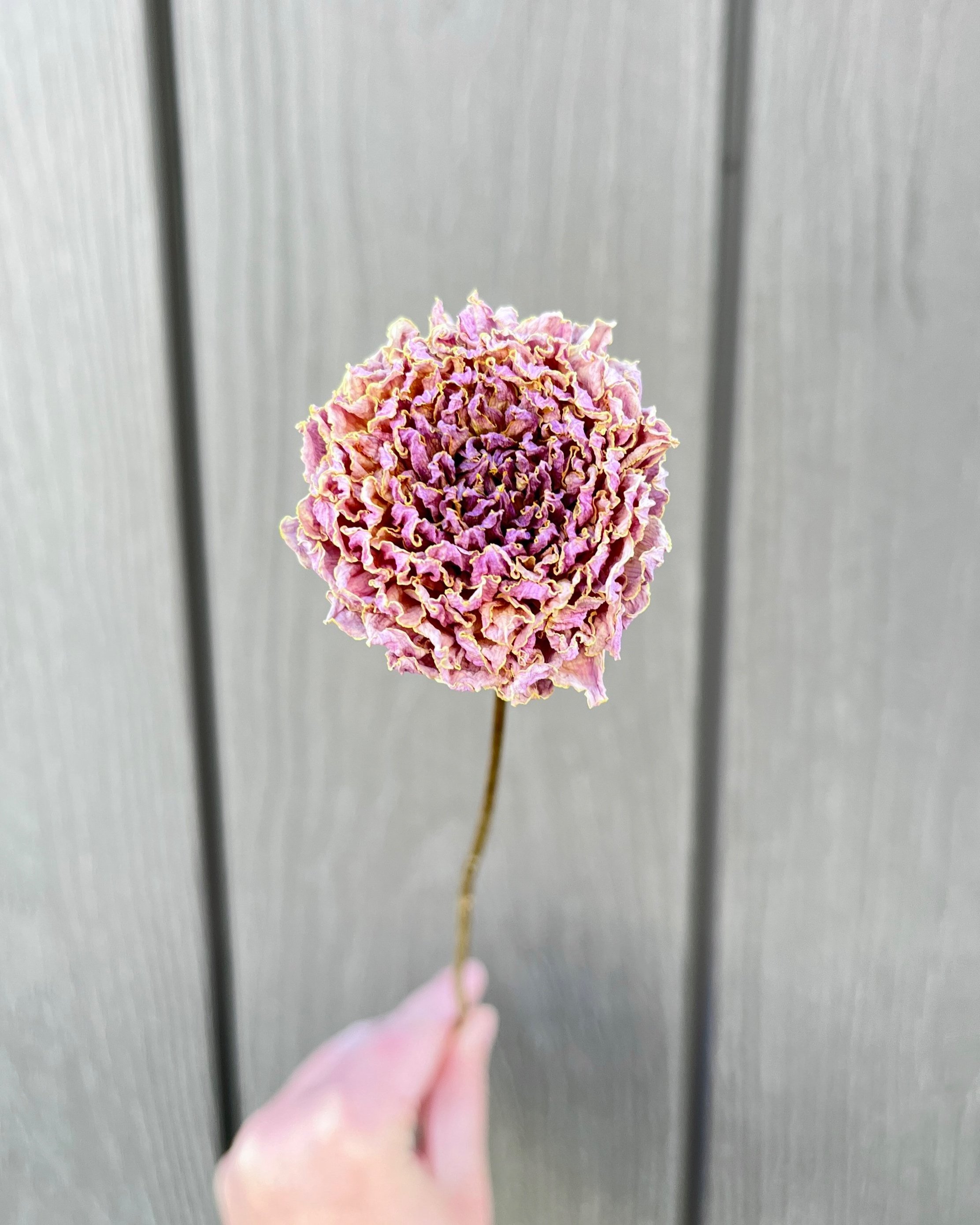 Lavender Purple Pink Dried Dahlia Flower