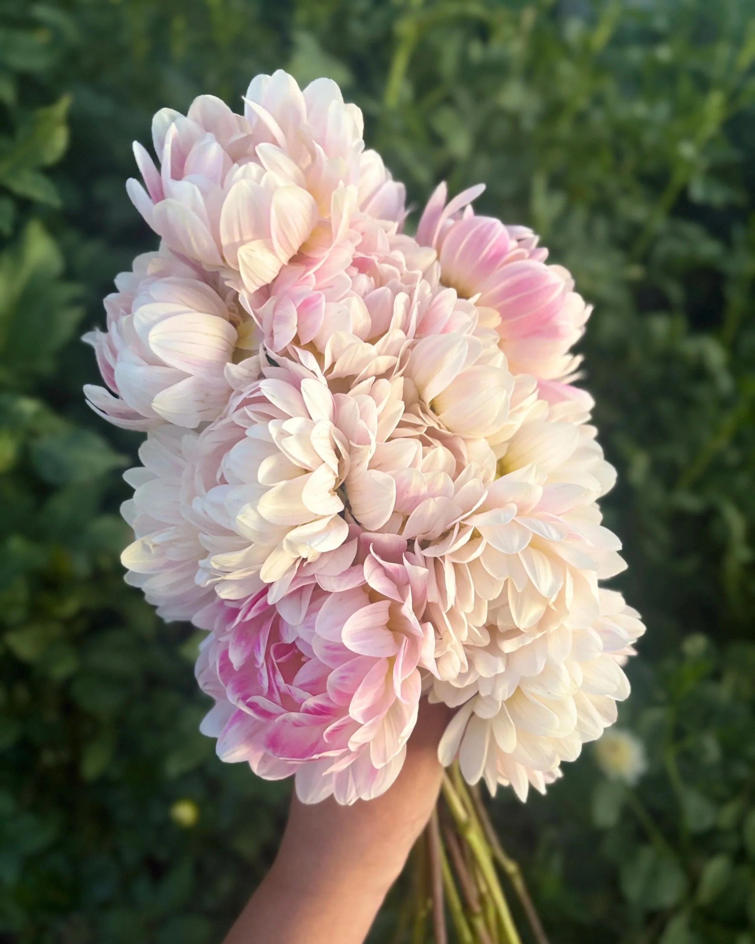 Kelgai Ann Dahlia: Soft Blush with Darker Pink Streaks Waterlily Dahlia