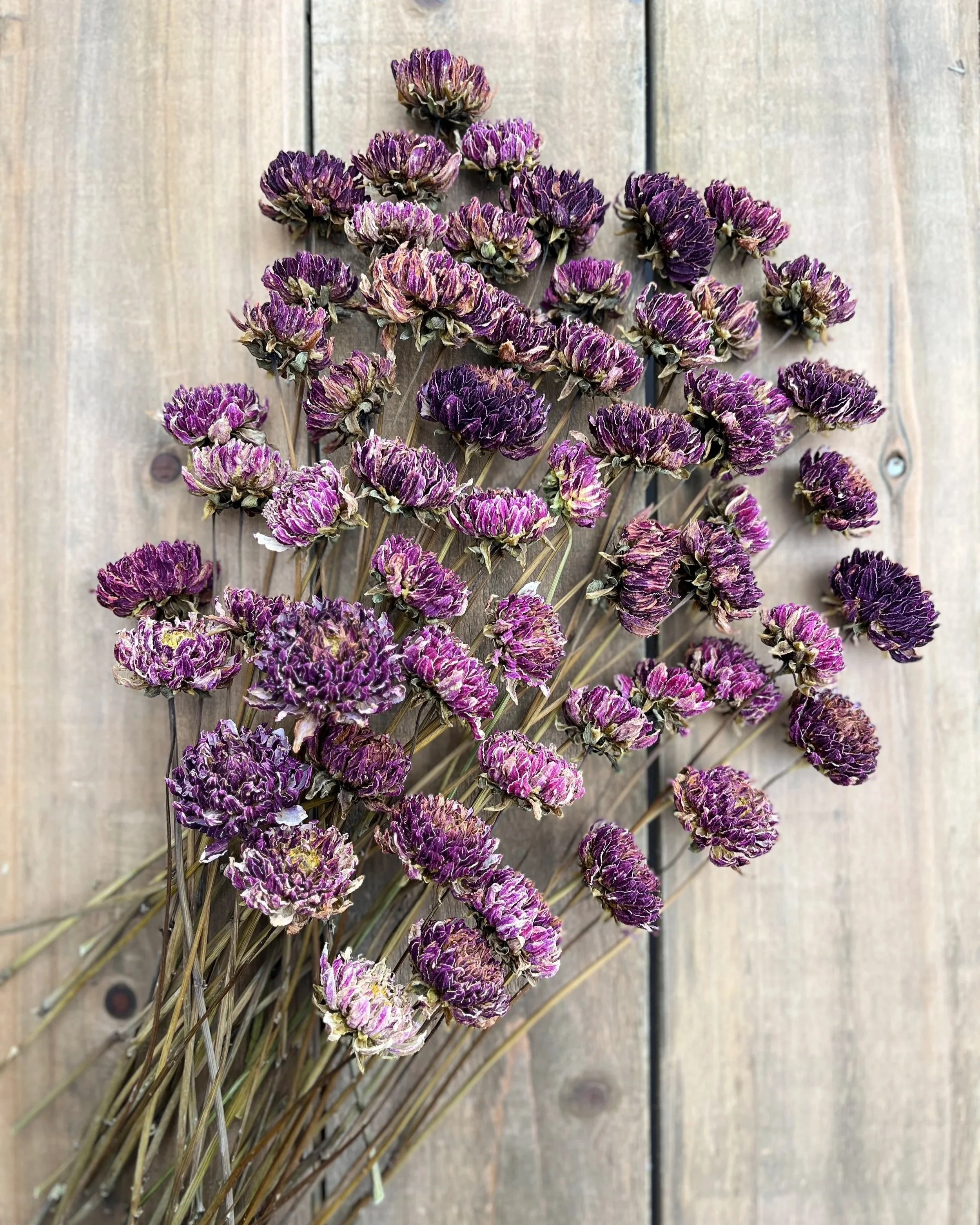 Purple Dried Dahlia Flowers