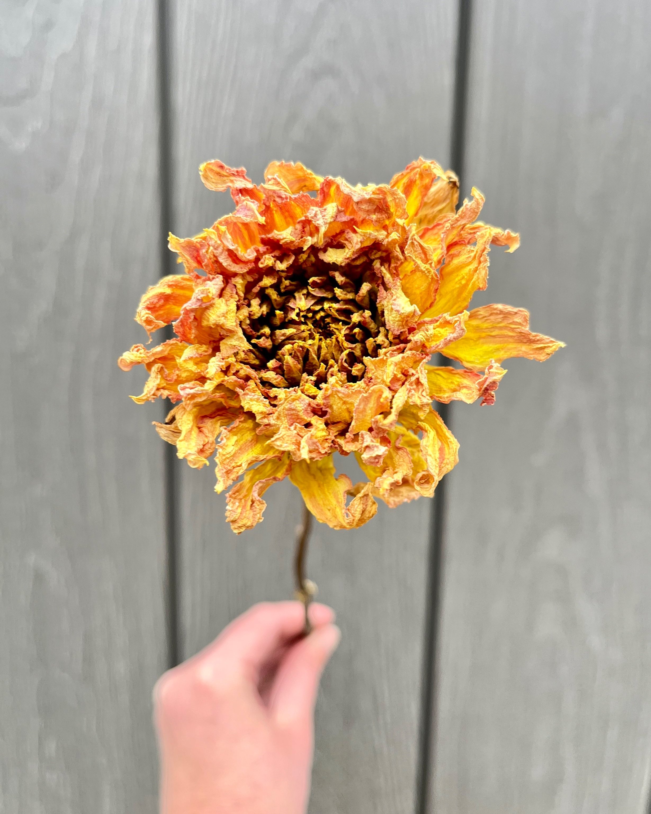 Yellow Orange Peach Dried Dahlia Flower