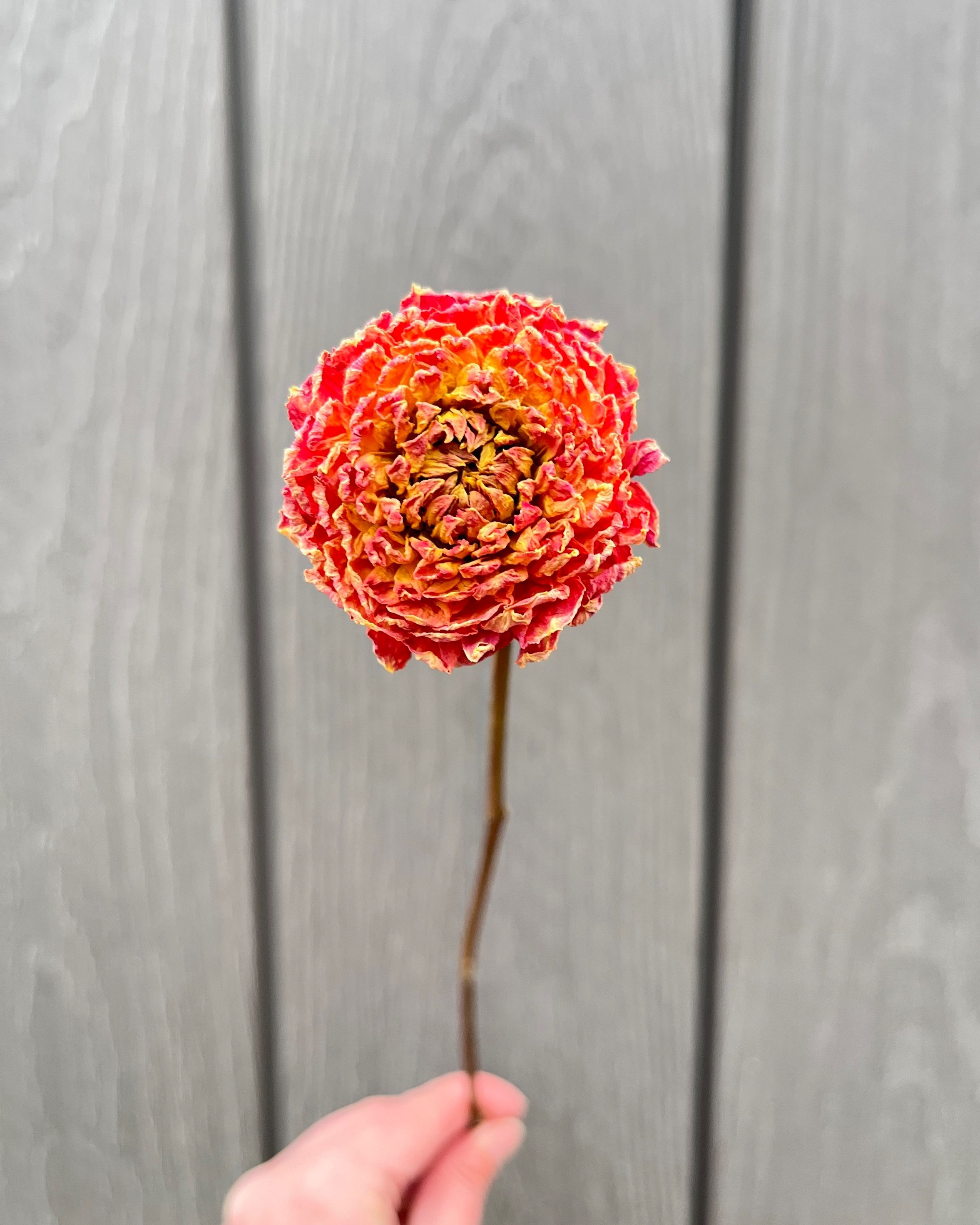 Peach, Orange, Yellow Dried Dahlia Flower