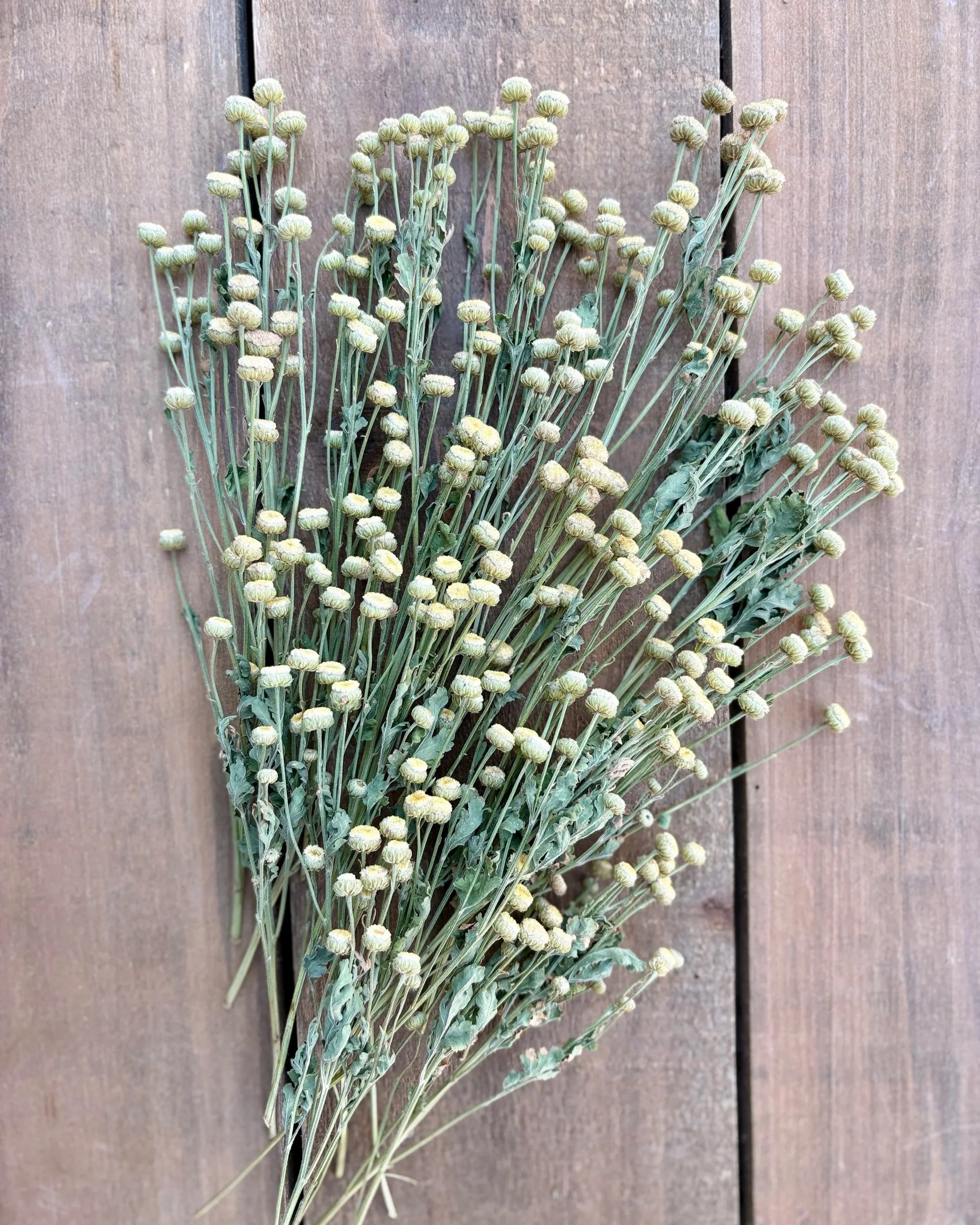 Dried Feverfew Matricaria Yellow Flowers