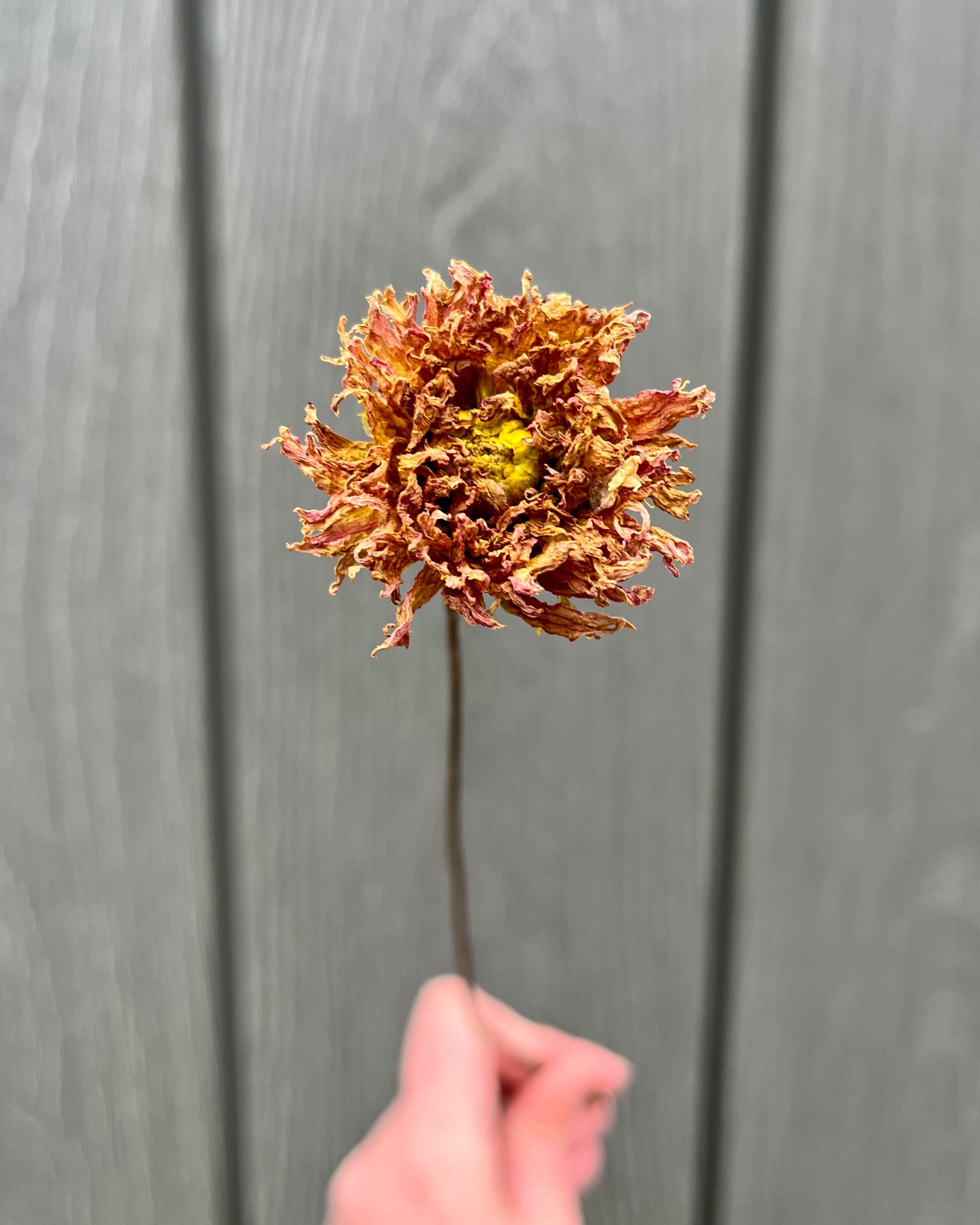 Brown Peach Dried Dahlia Flower