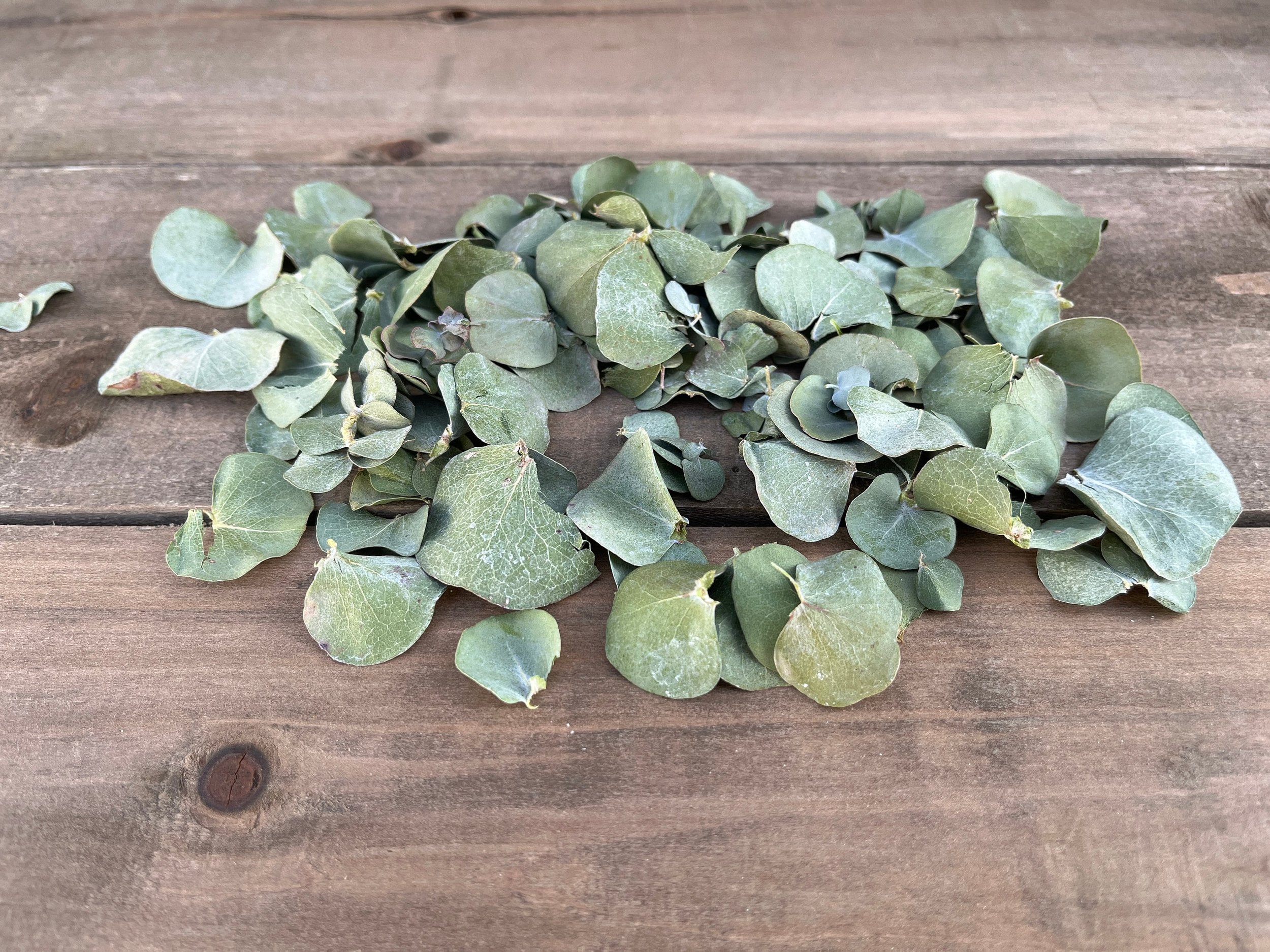 Dried Eucalyptus Leaves