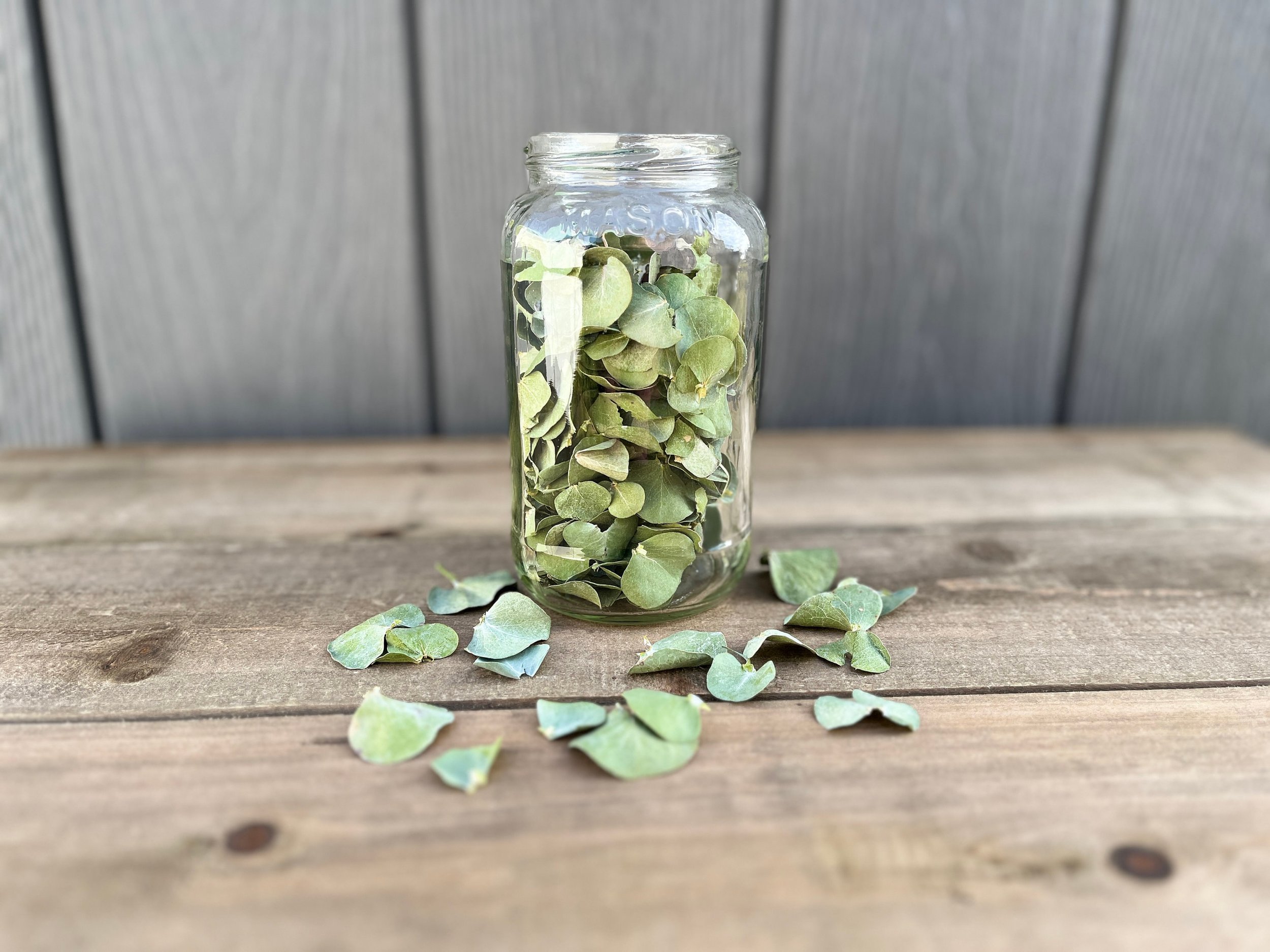 Dried Eucalyptus Leaves