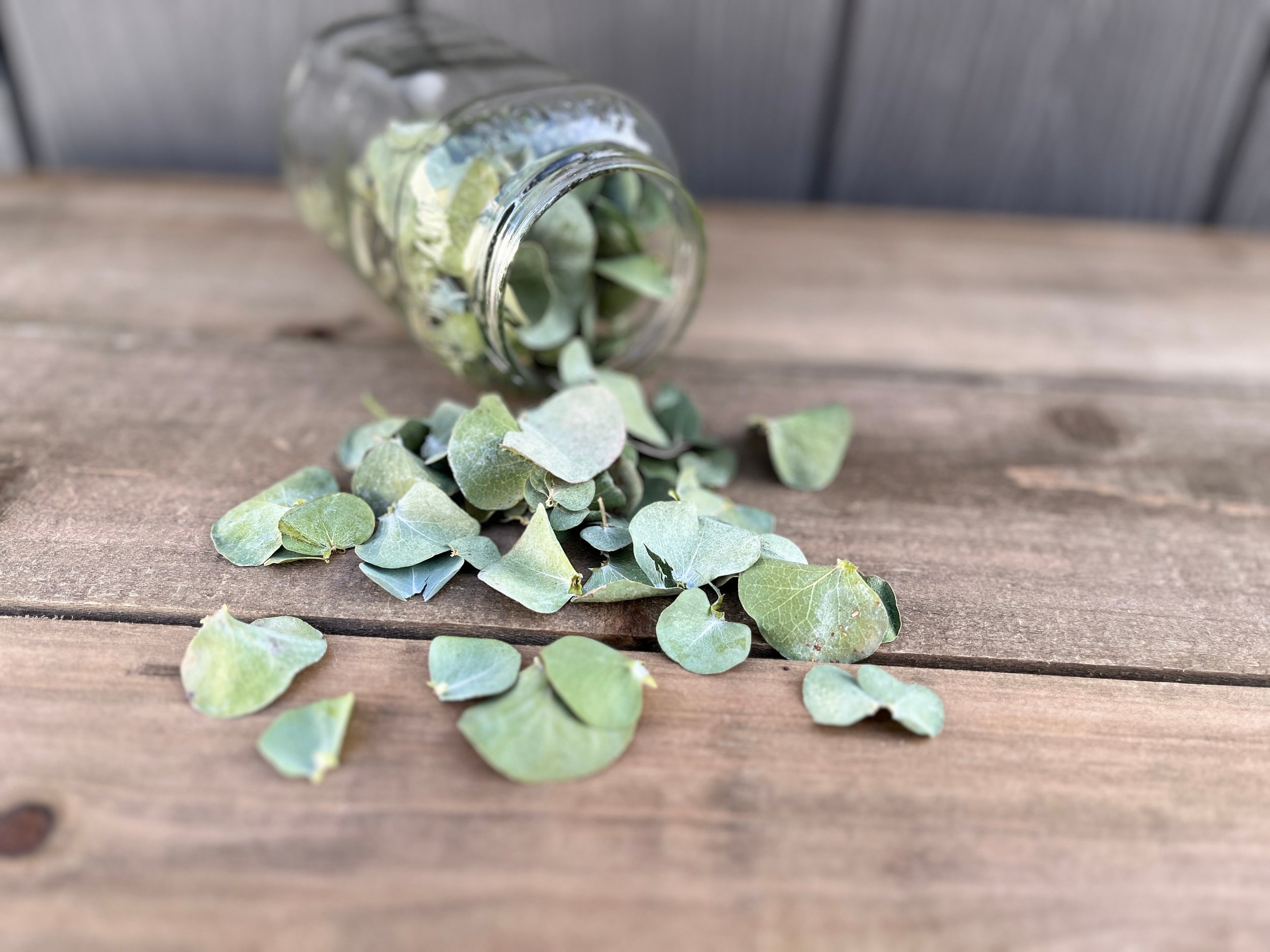 Dried Eucalyptus Leaves