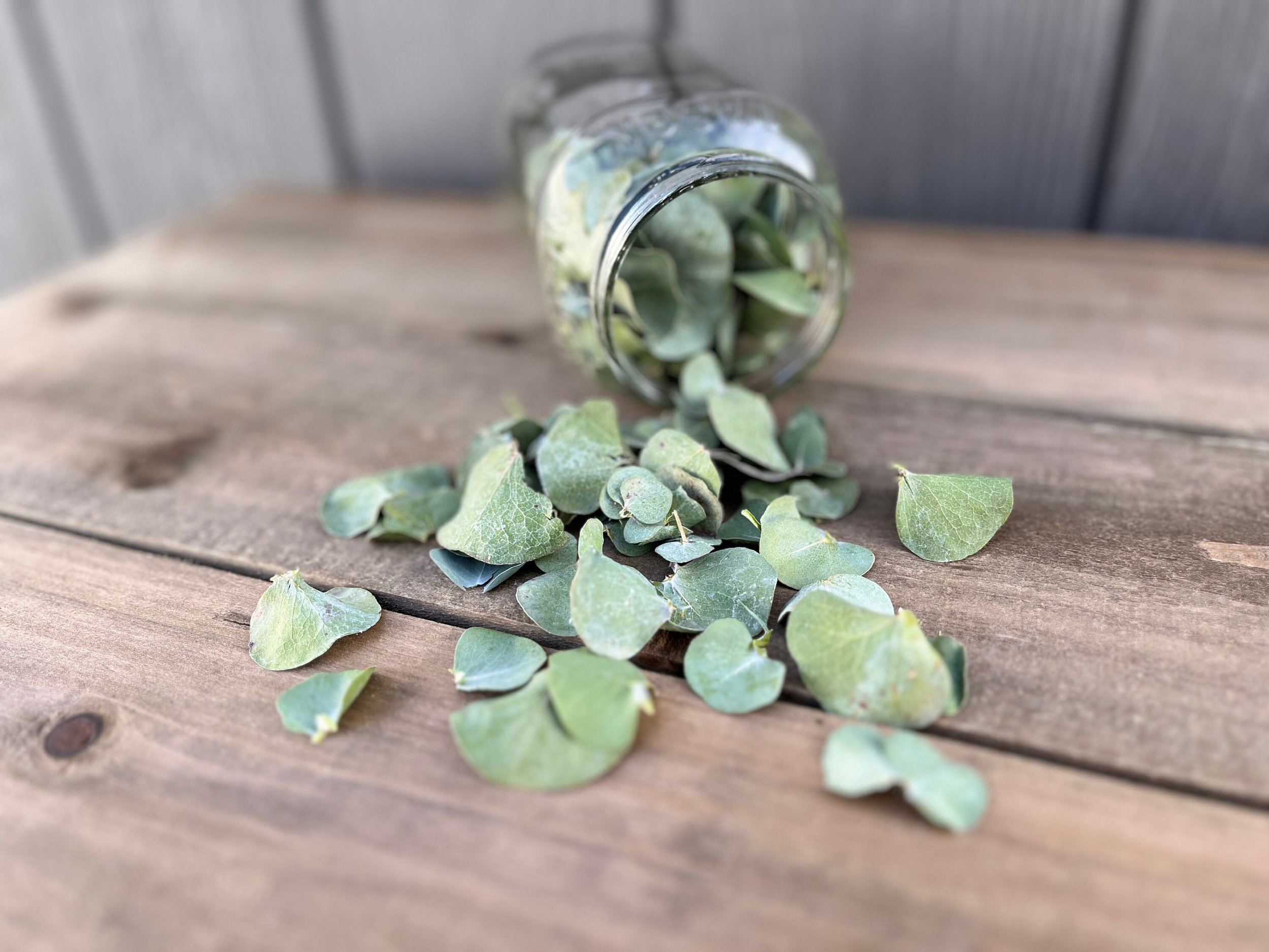 Dried Eucalyptus Leaves
