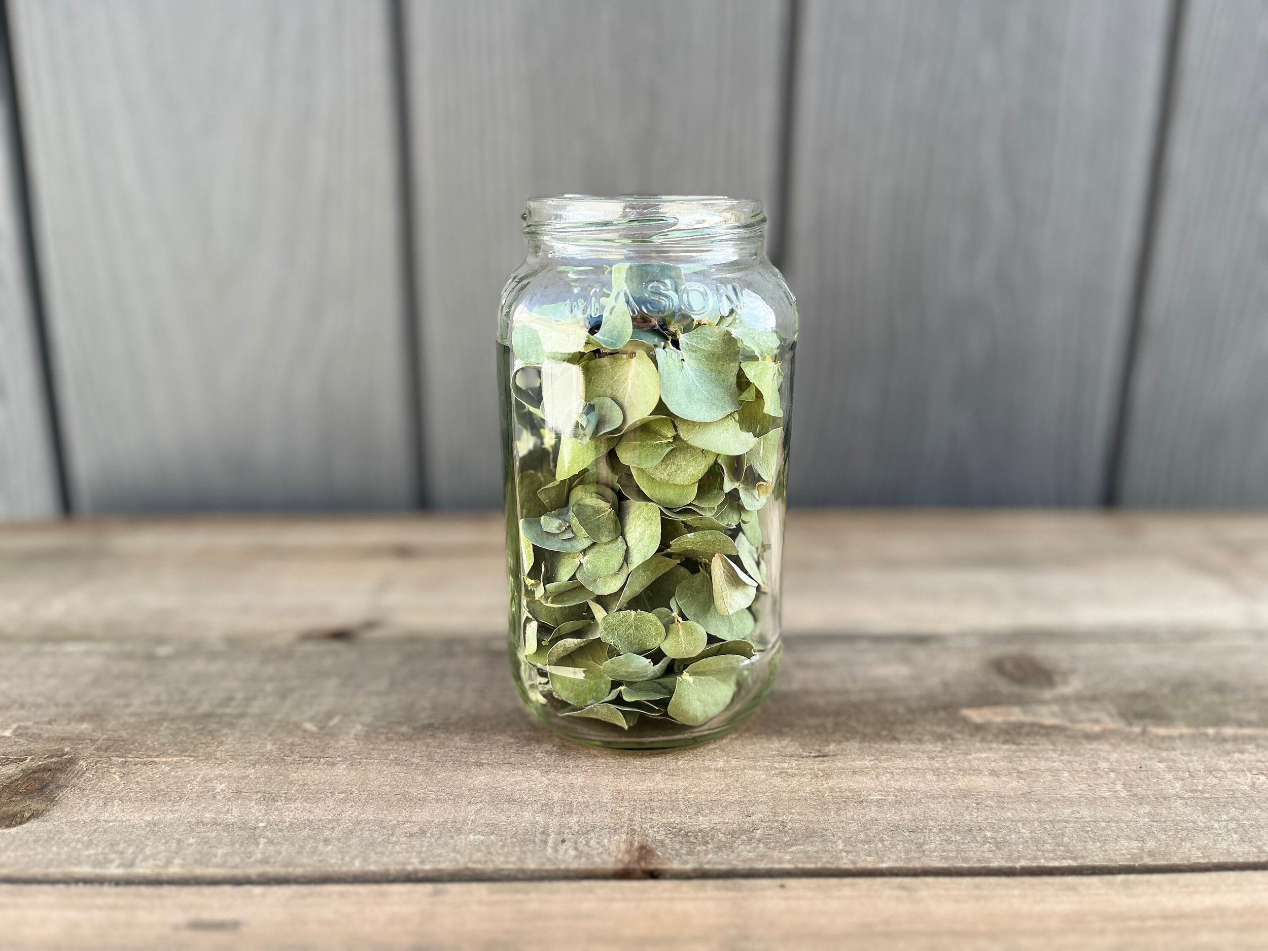 Dried Eucalyptus Leaves