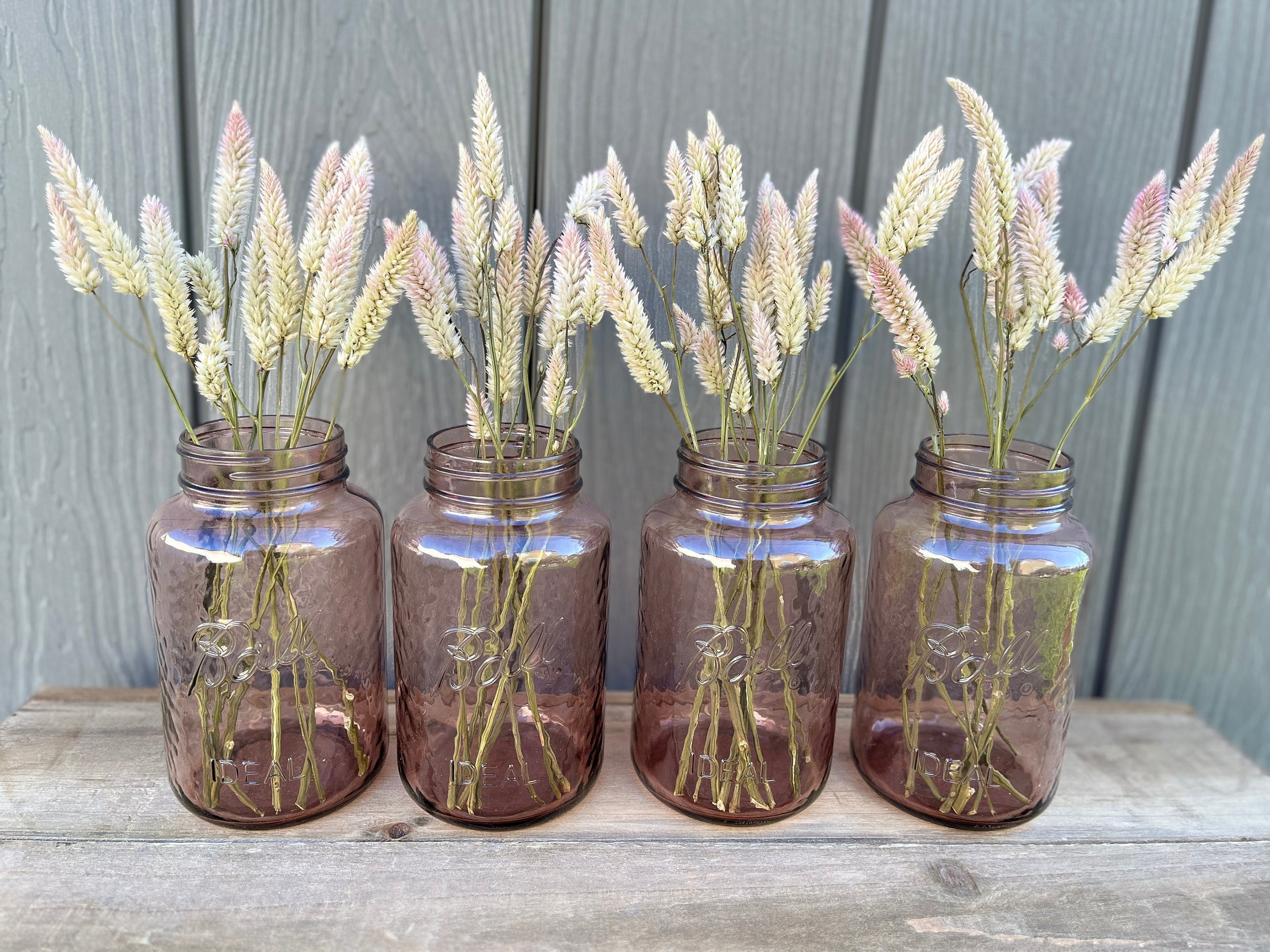 Dried Celosia Flowers in Cream
