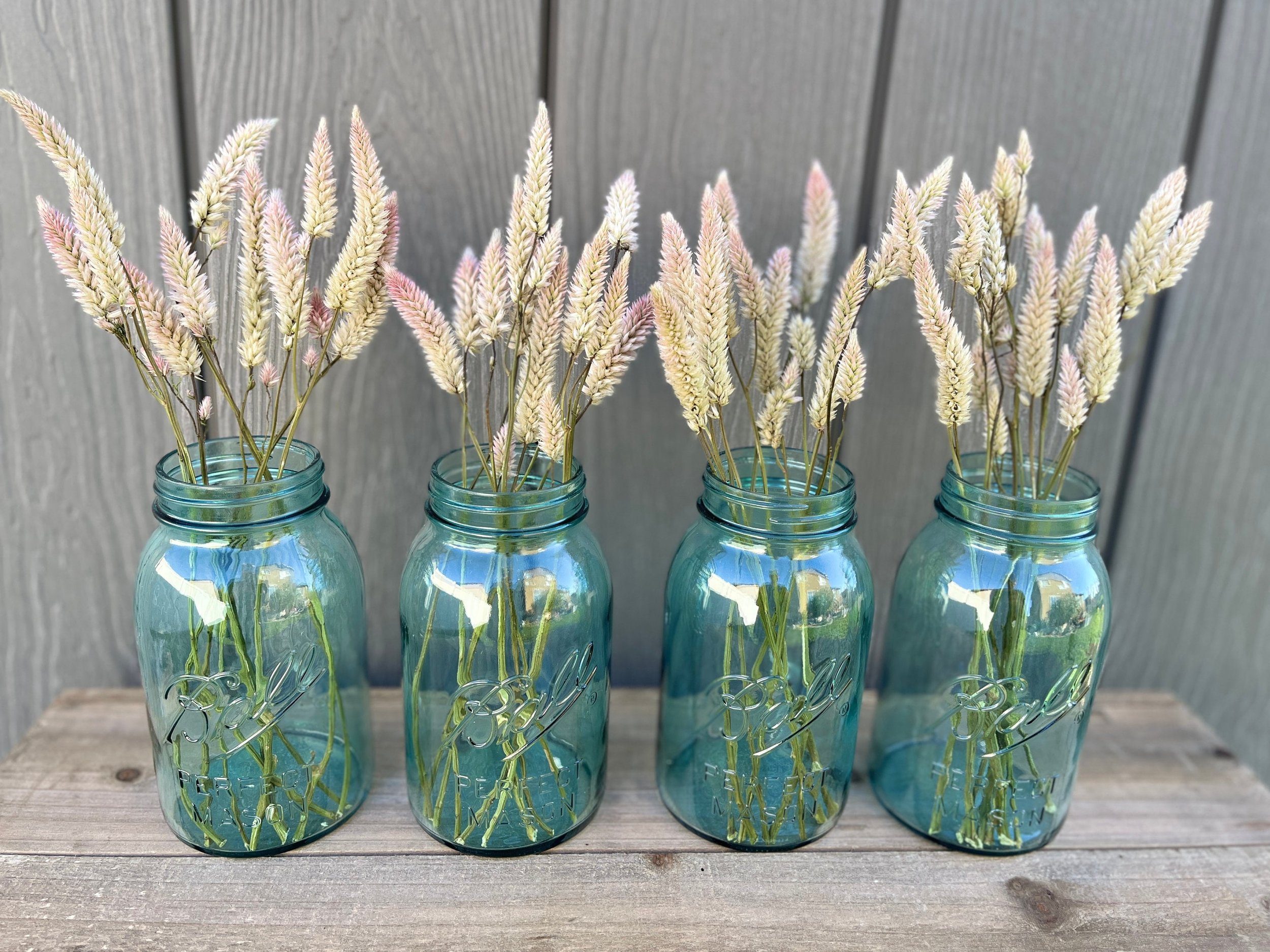 Dried Celosia Flowers in Cream