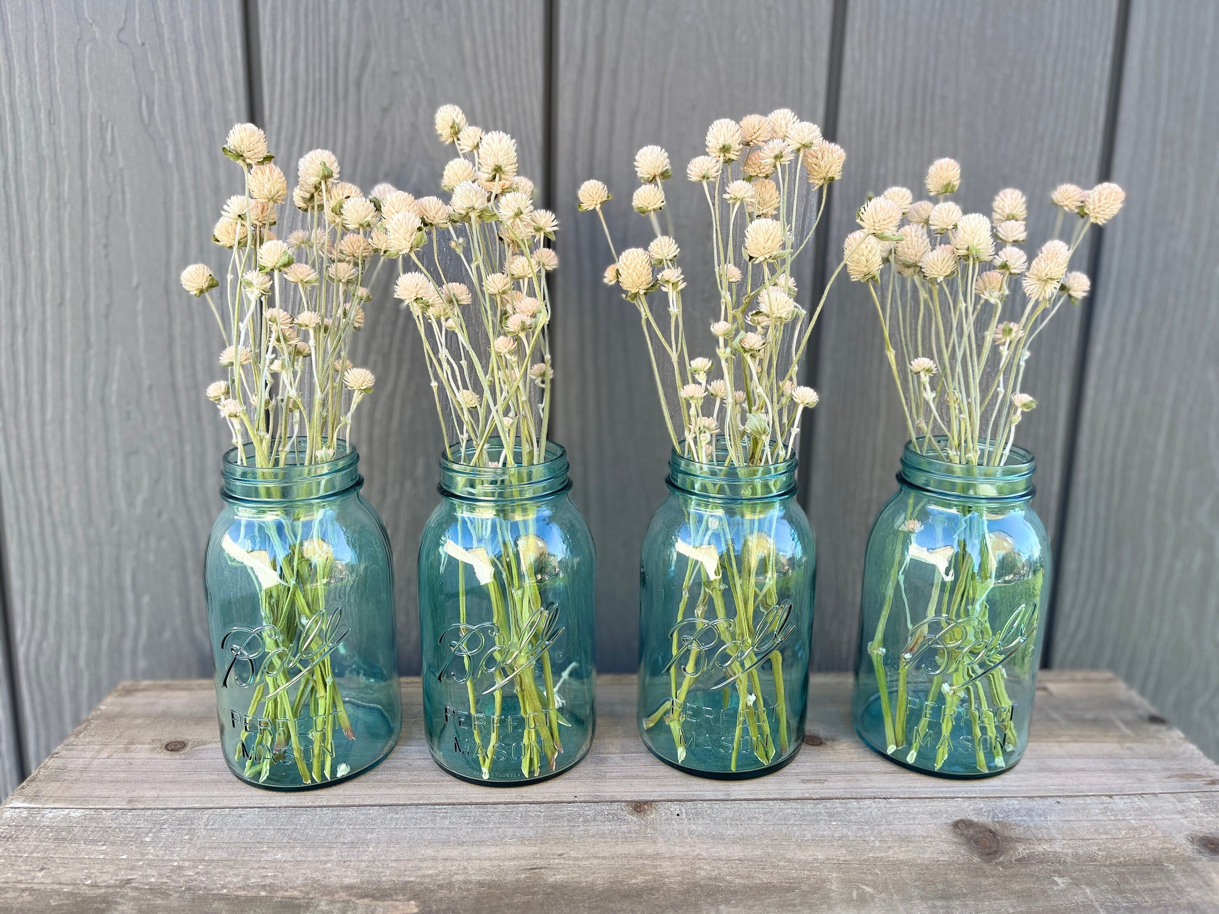 Dried Gomphrena Flowers in Cream
