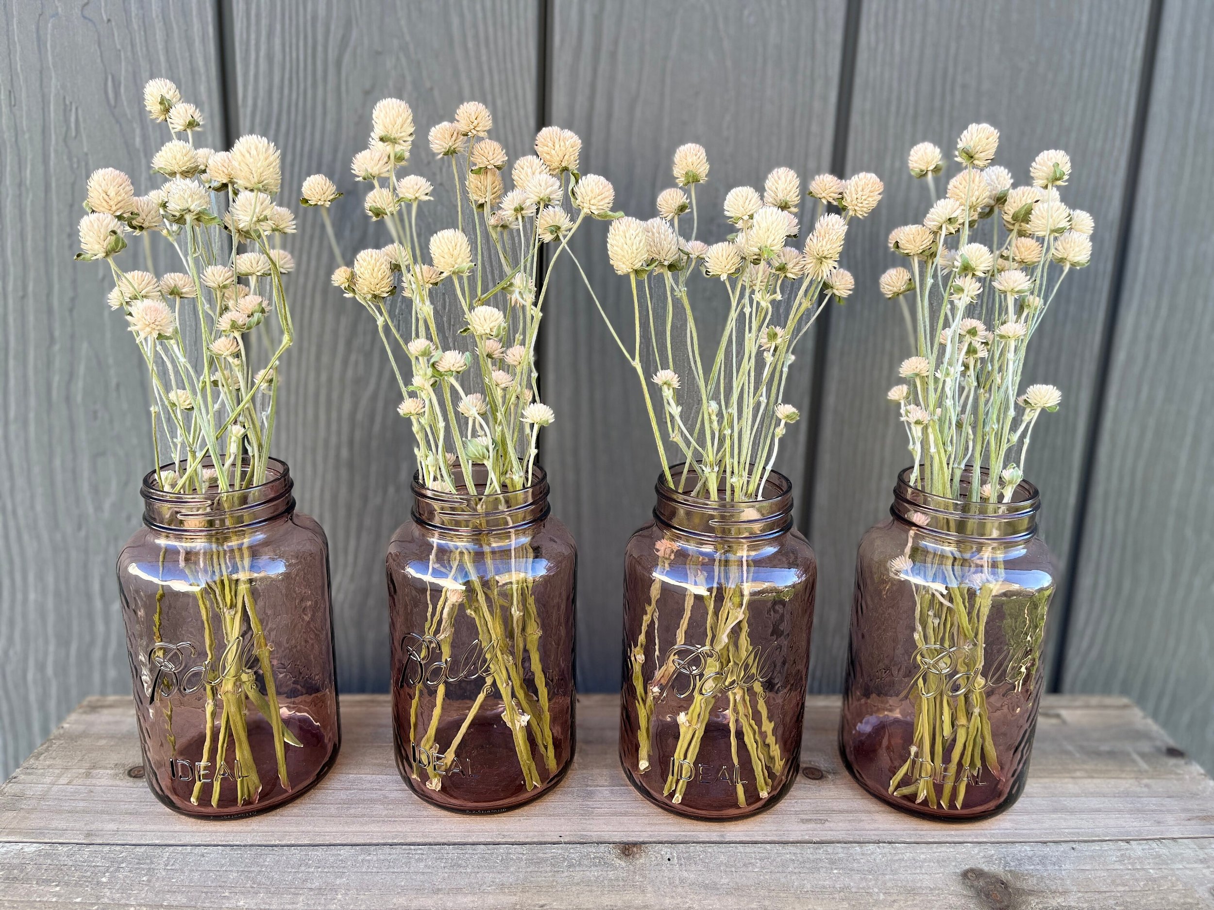 Dried Gomphrena Flowers in Cream