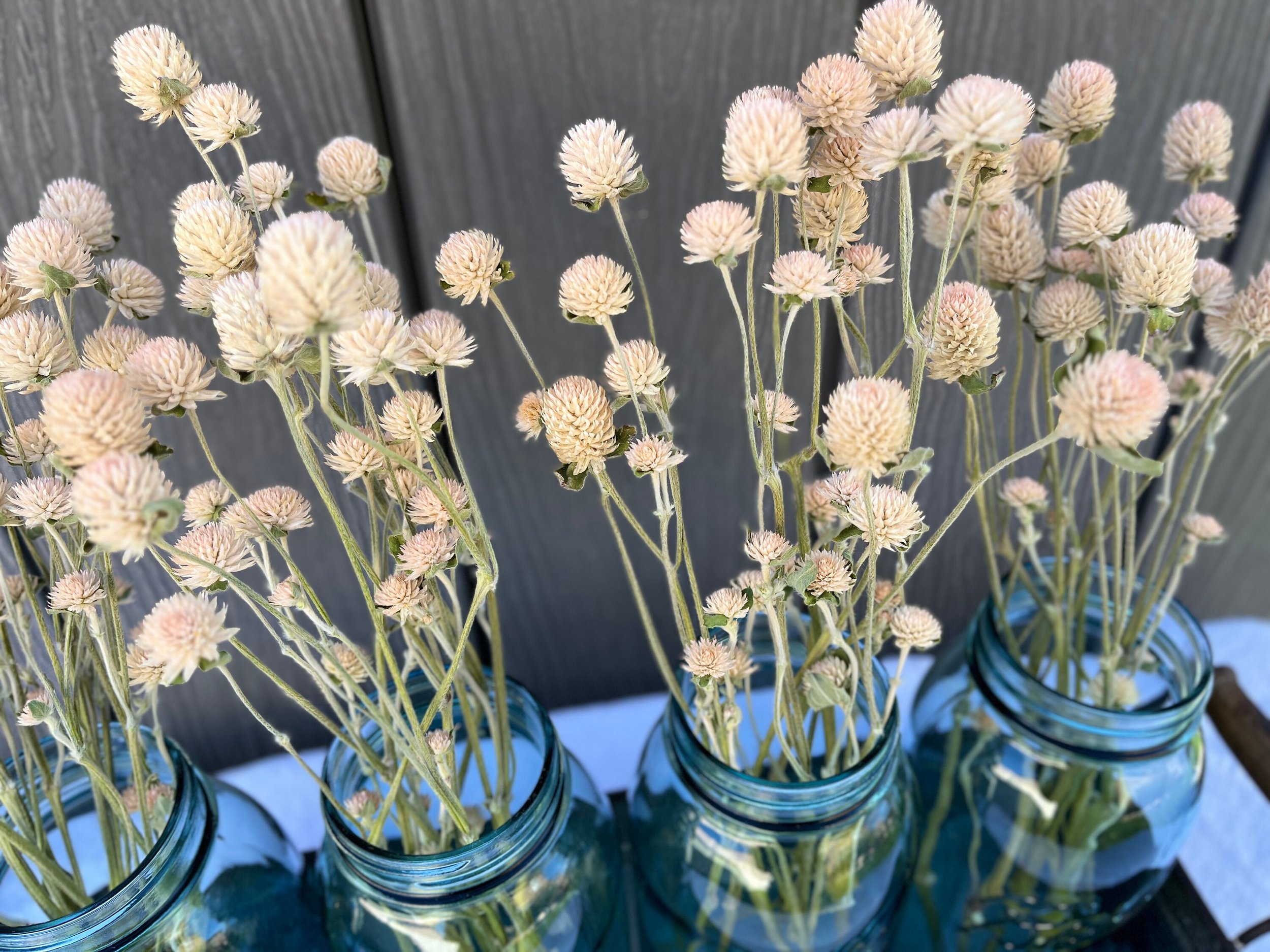 Dried Gomphrena Flowers in Cream