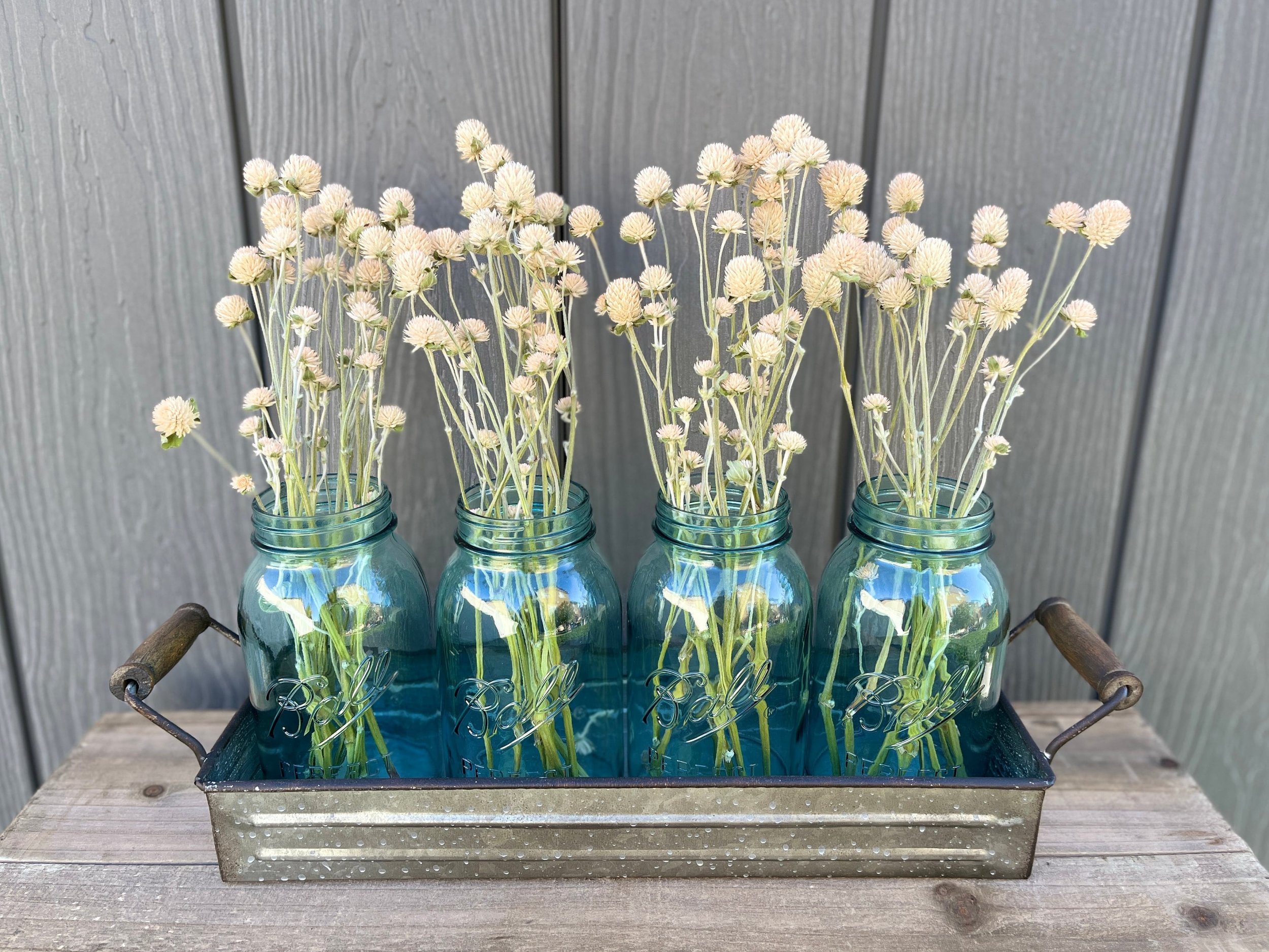 Dried Gomphrena Flowers in Cream
