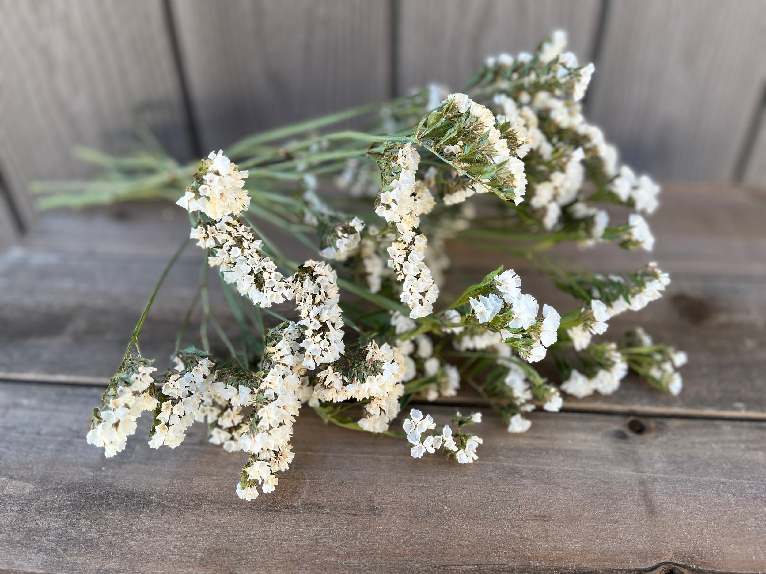 Dried Statice Flowers in White