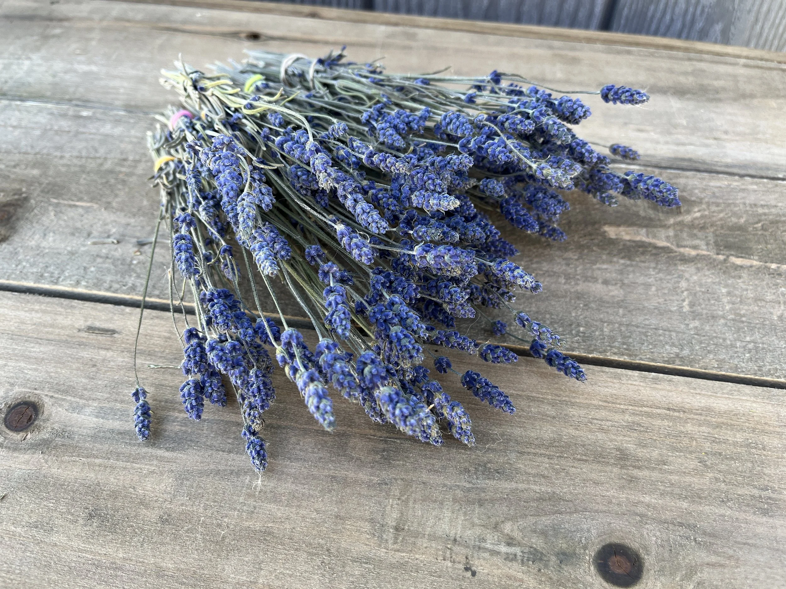 Bunch of Dried Lavender