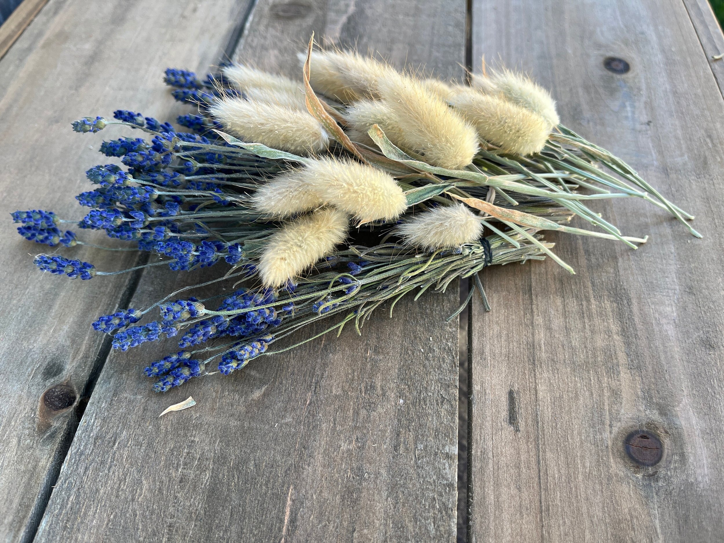 Dried Bunny Tail Flowers