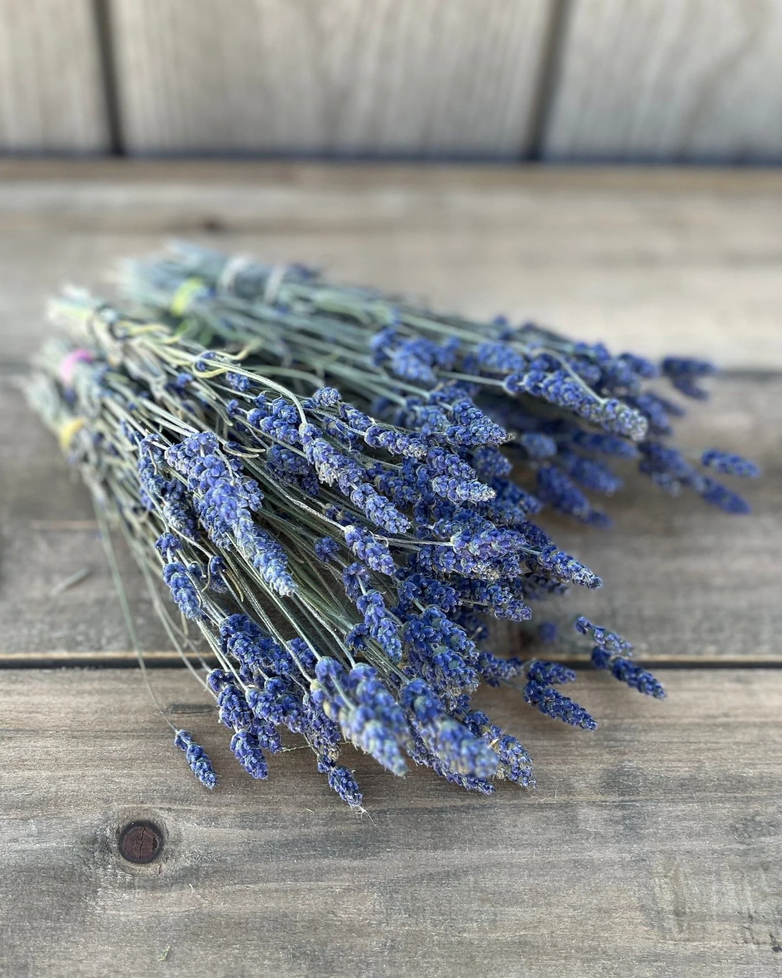 Bunch of Dried Lavender