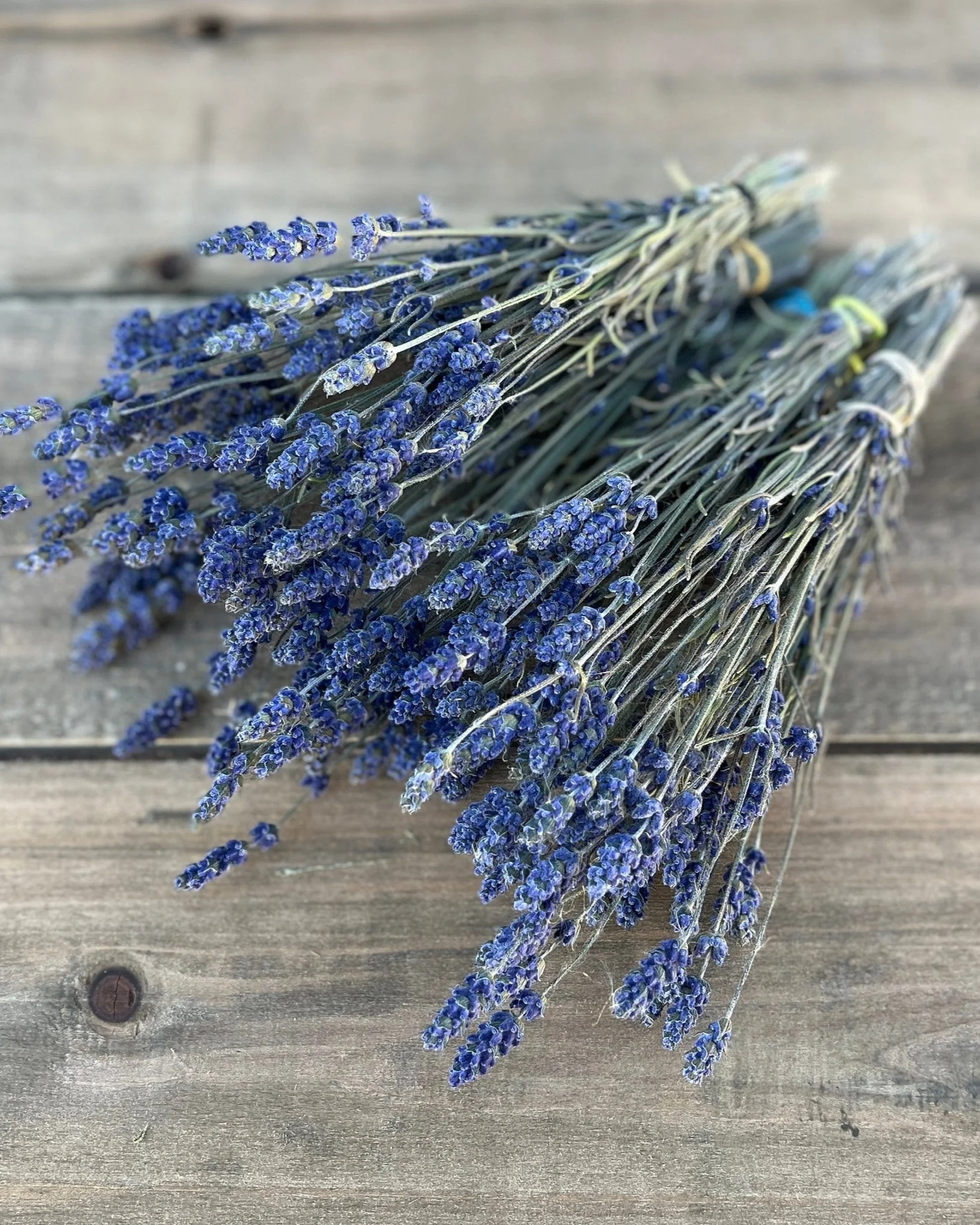 Bunch of Dried Lavender