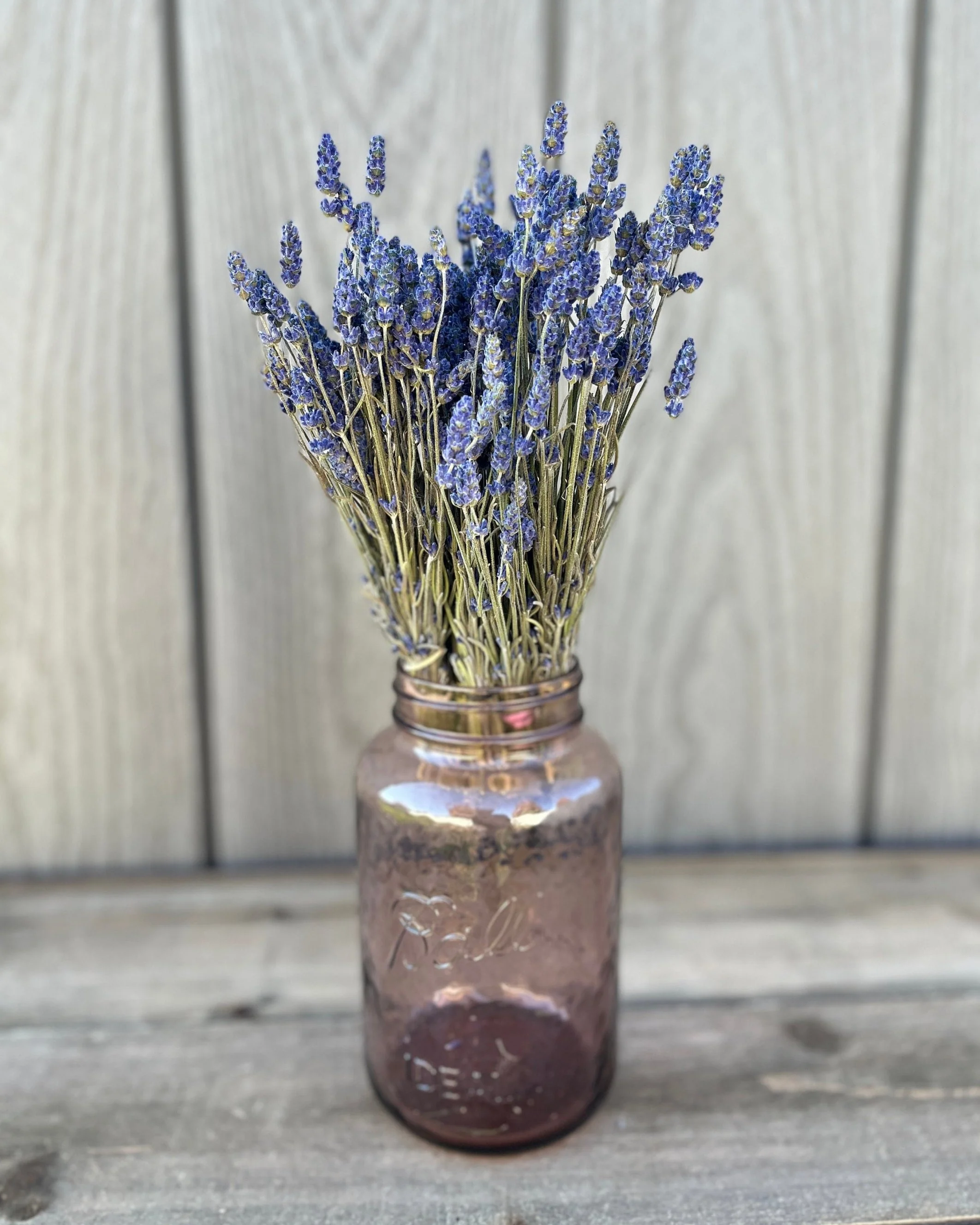 Bunch of Dried Lavender in Mason Jar