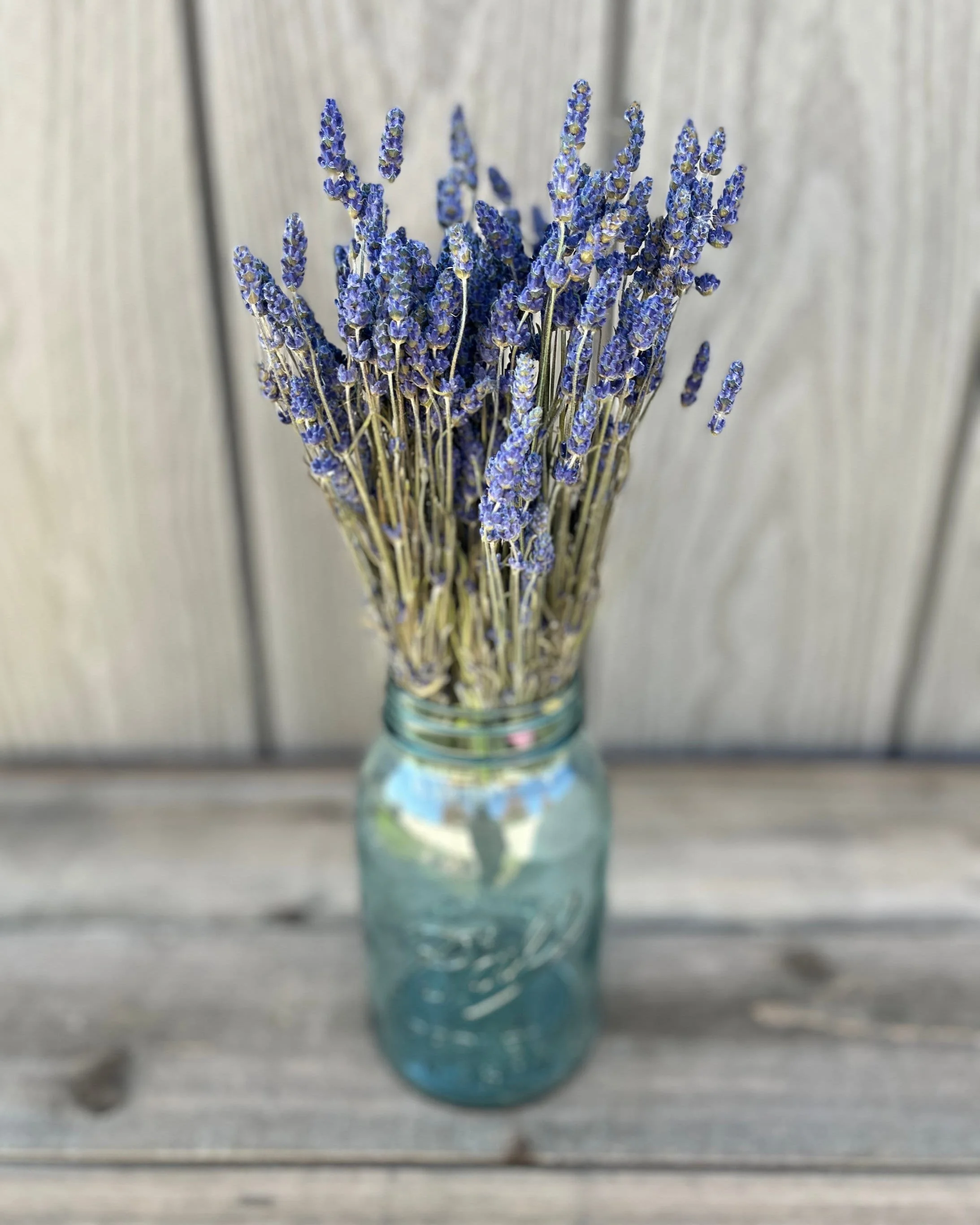 Bunch of Dried Lavender in Mason Jar