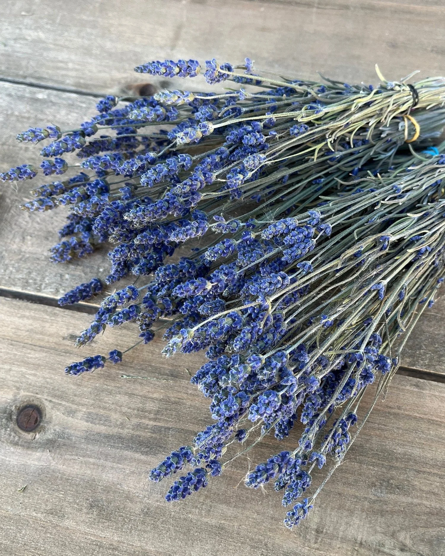 Bunch of Dried Lavender