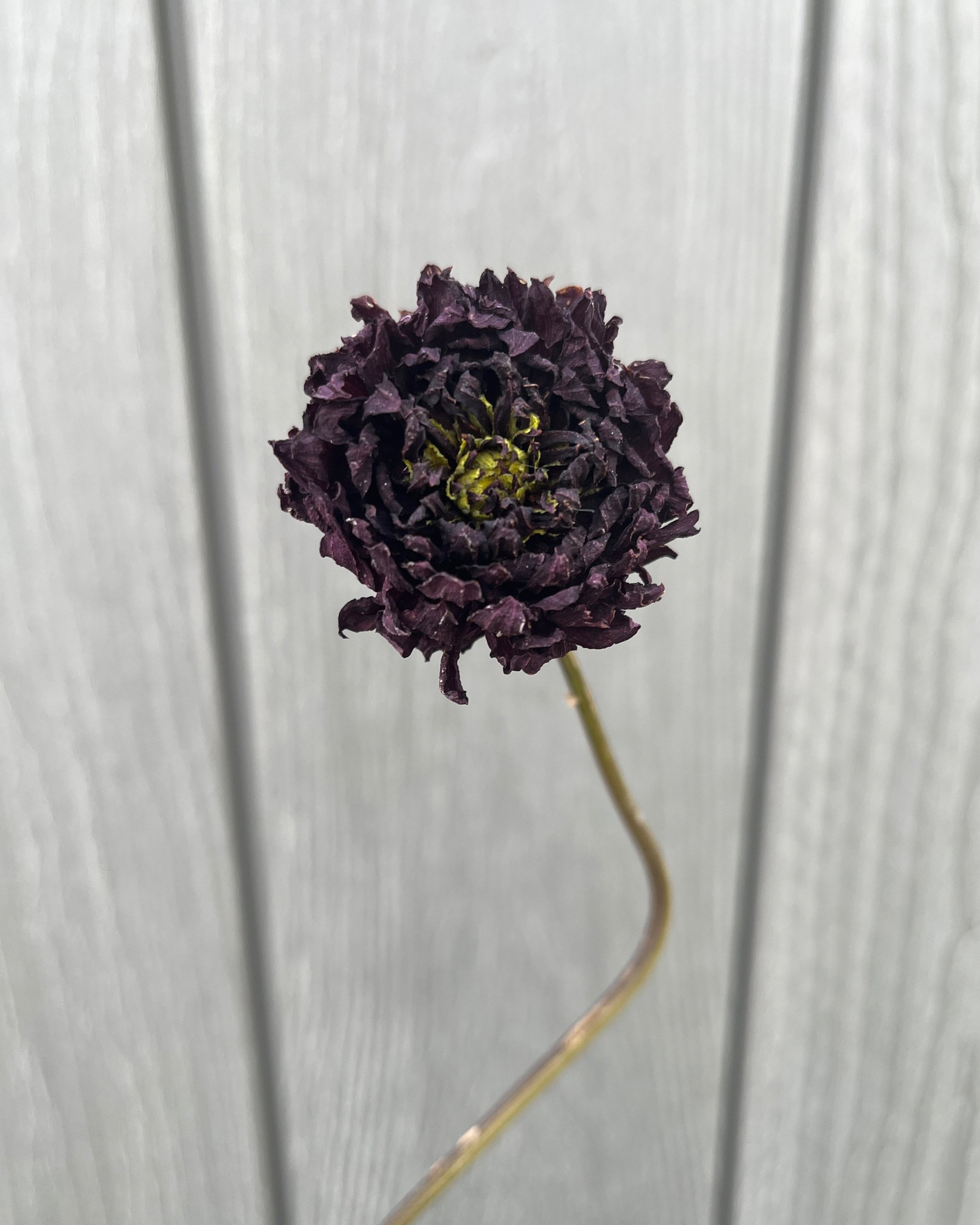 Dark Purple Dried Dahlia Flower